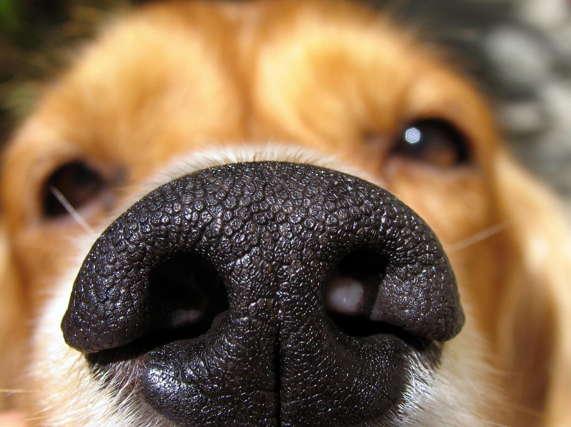 Daily Top News: Dog Nose Length Can Predict Lifespan, First Fully Vegan Aparthotel in Poland, Milan Bans Heavy Vehicles Amid Air Pollution Crisis, and More! - Vimarsana News