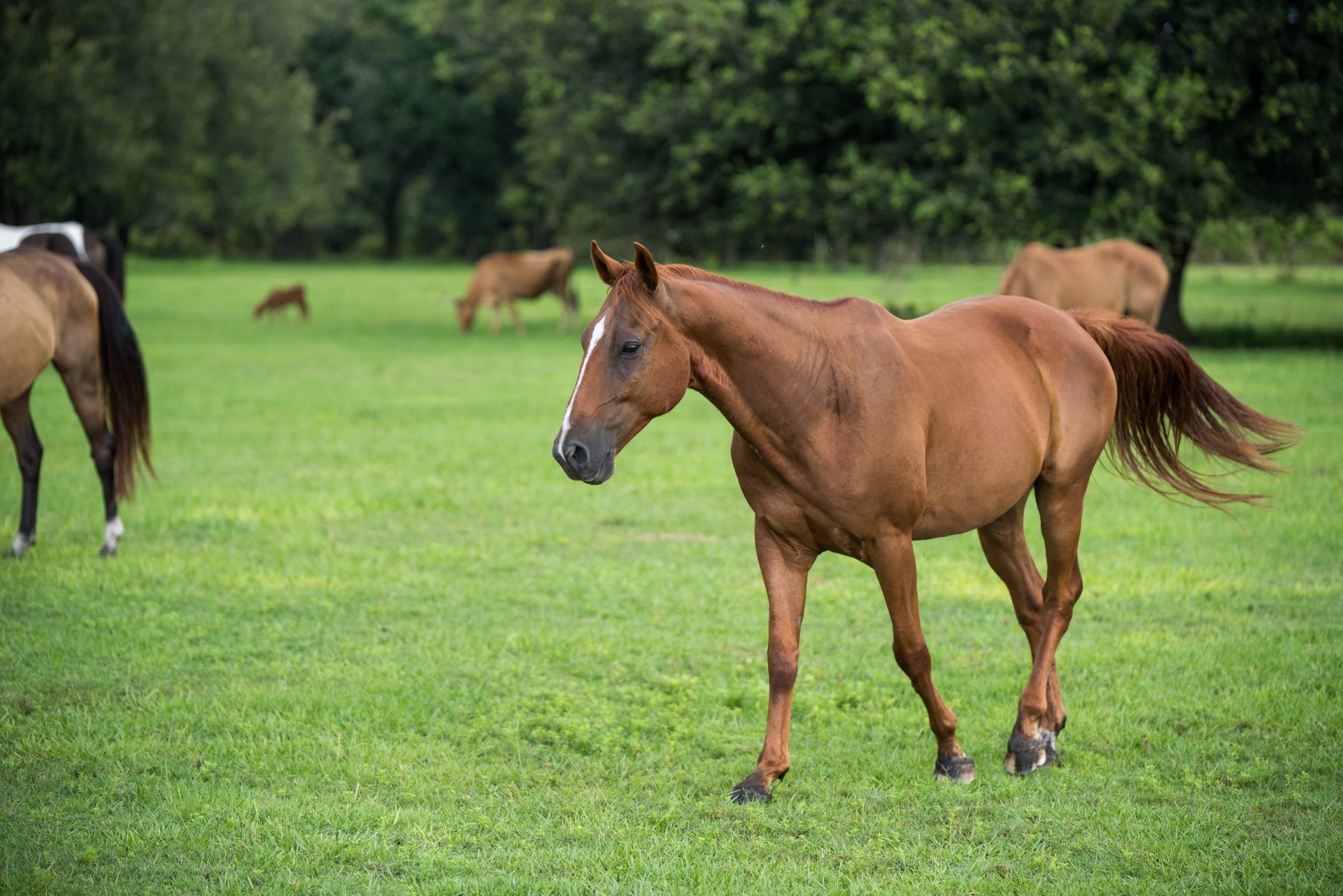 Daily Top News: Man Dies After Jumping into Lion Enclosure, Horse Rustlers Slaughter Three Horses in Florida, Japan Combats Space Pollution, and More! - Vimarsana News