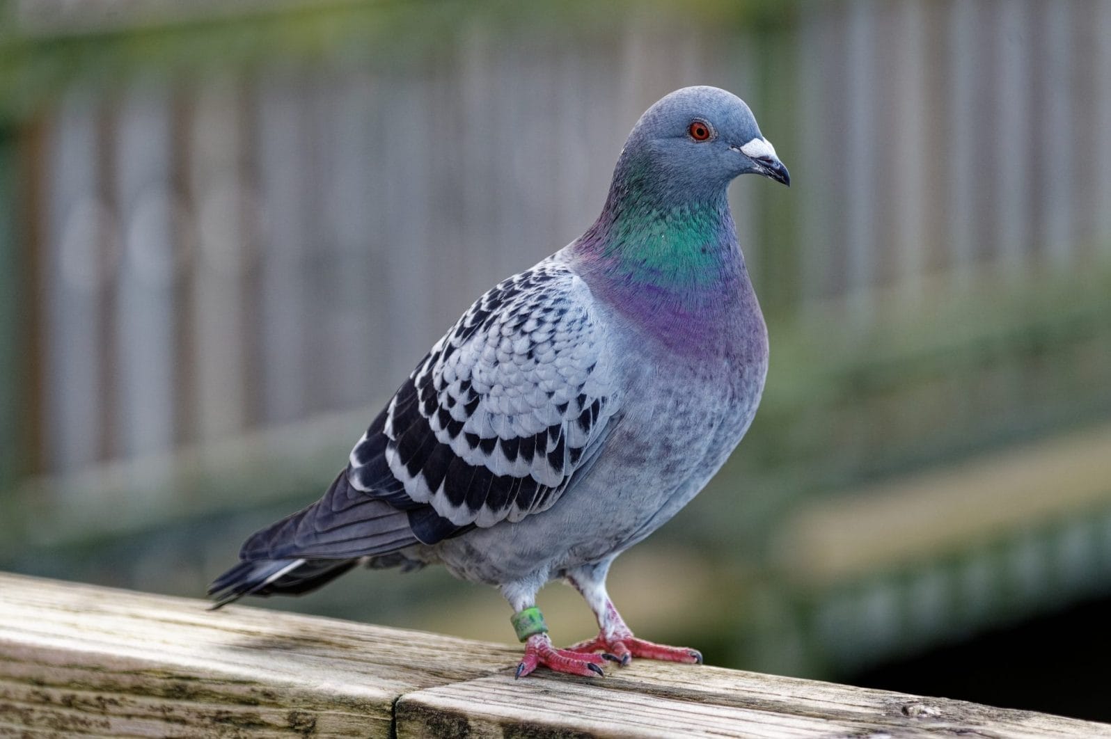 Cruel Pigeon Shoot Causes Animal Welfare Groups to Call for Action - Vimarsana News