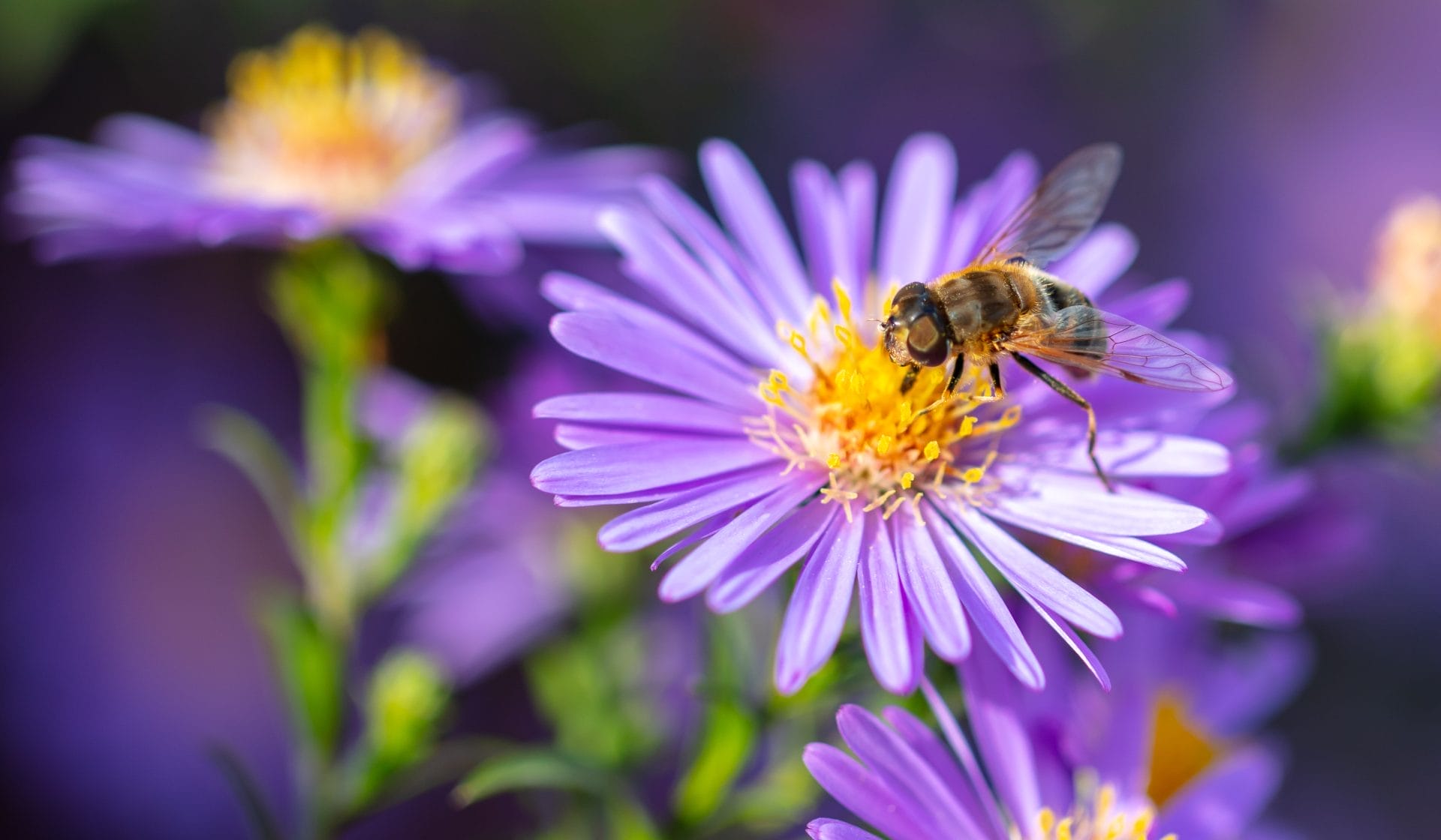 How Air Pollution Affects Flower Scents and Pollinators - Vimarsana News