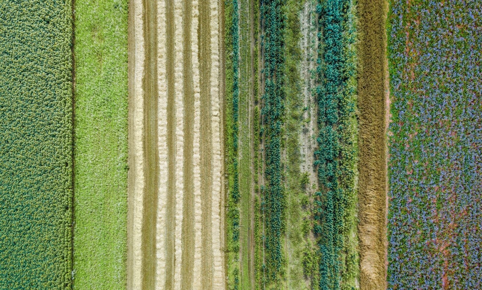 Documentary, "Feeding Tomorrow", Calls for Regenerative Farming, Plant-Forward Diets, and Food Education - Vimarsana News