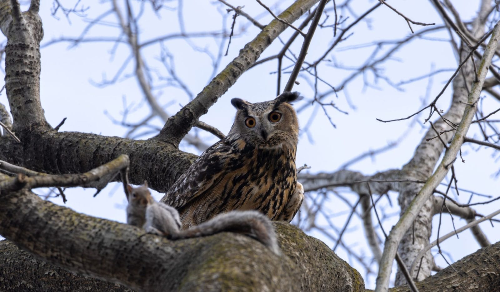 Flaco The Owl's Death Brings 2 New Potential Bills to Protect Birds - Vimarsana News