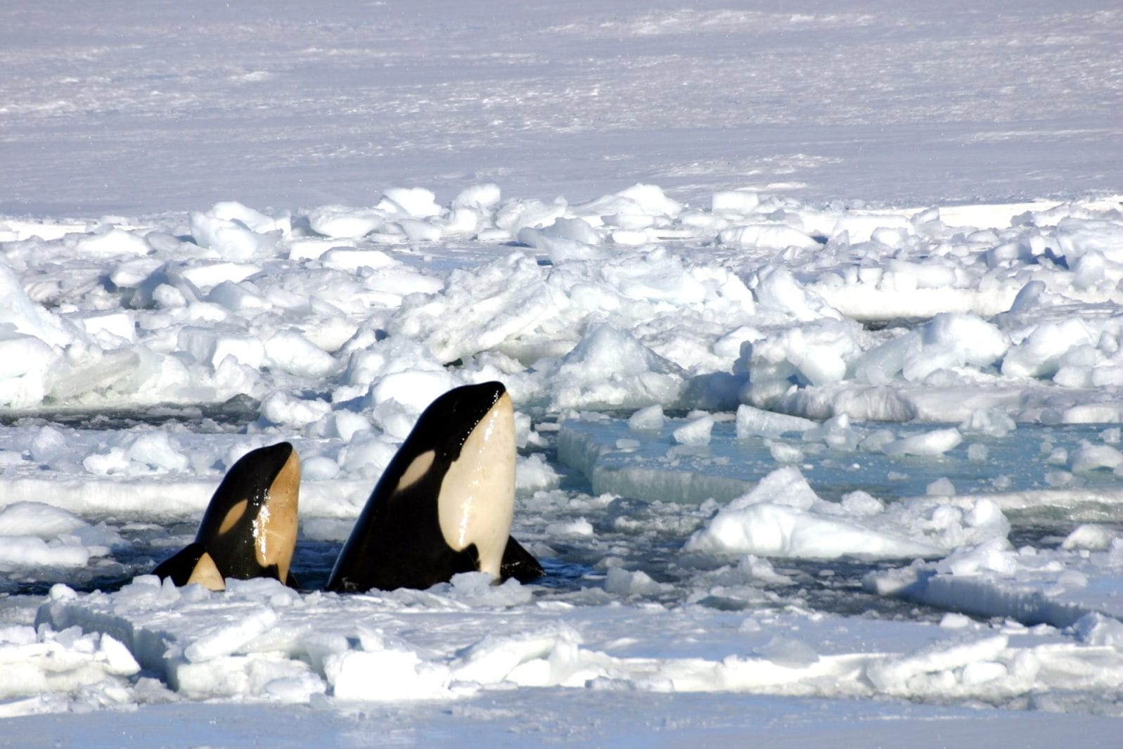 A Pod of Killer Whales is Trapped in Drift Ice - Vimarsana News
