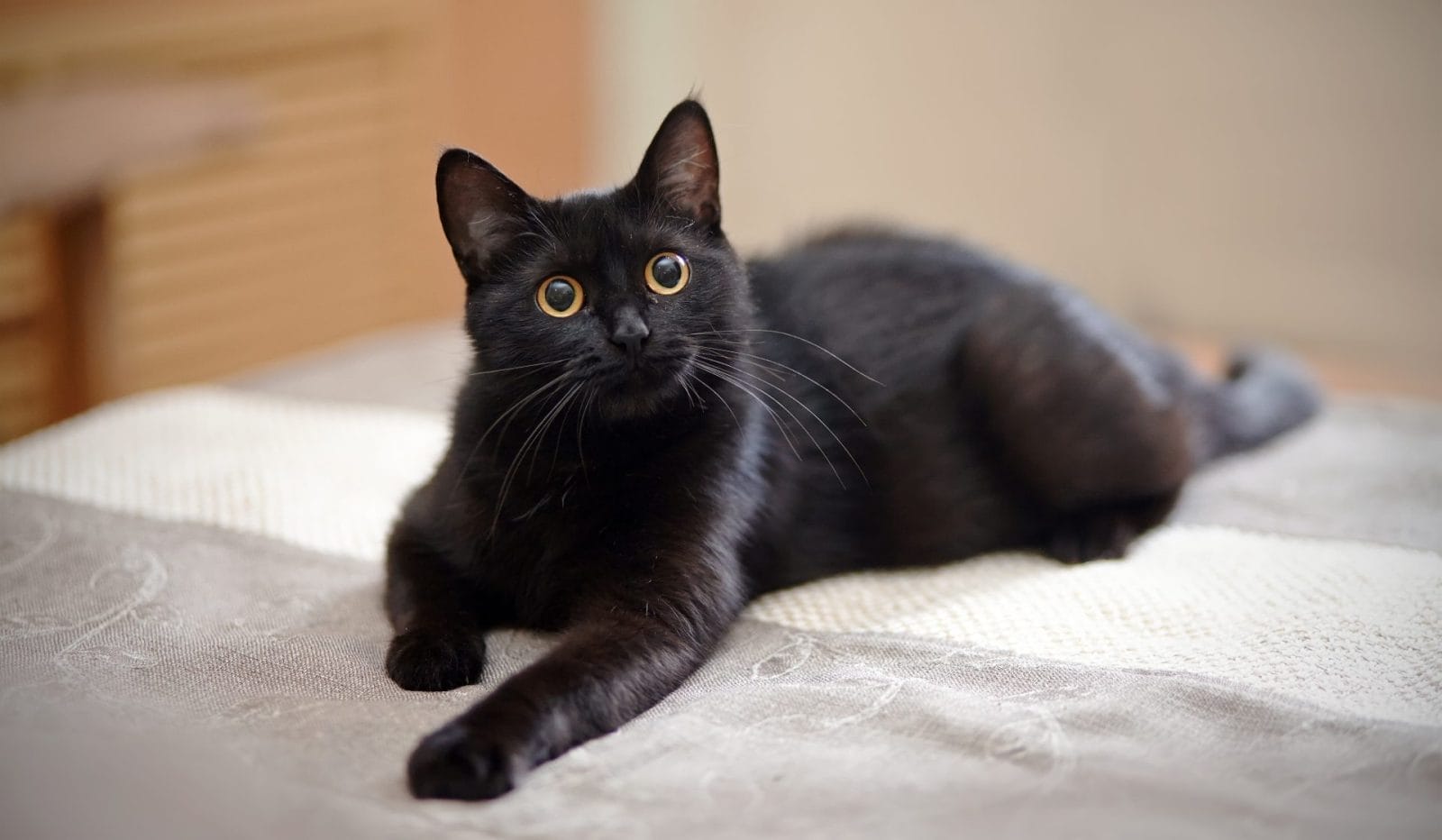Cat Finds Forever Home After 19-Month Shelter Stay - Vimarsana News