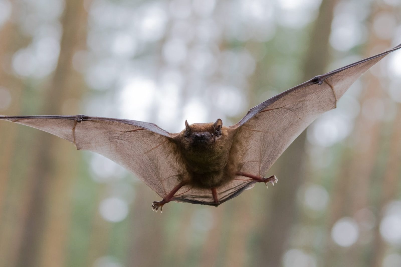 Bats Return to Roost in "Leap-Frogging" Pattern, Suggests Study - Vimarsana News