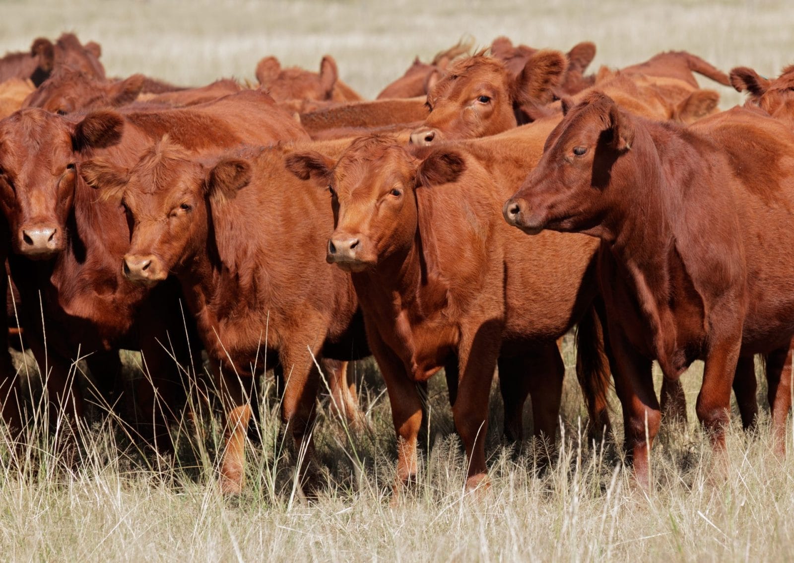 Rates of Beef Consumption Falling in Argentina - Vimarsana News