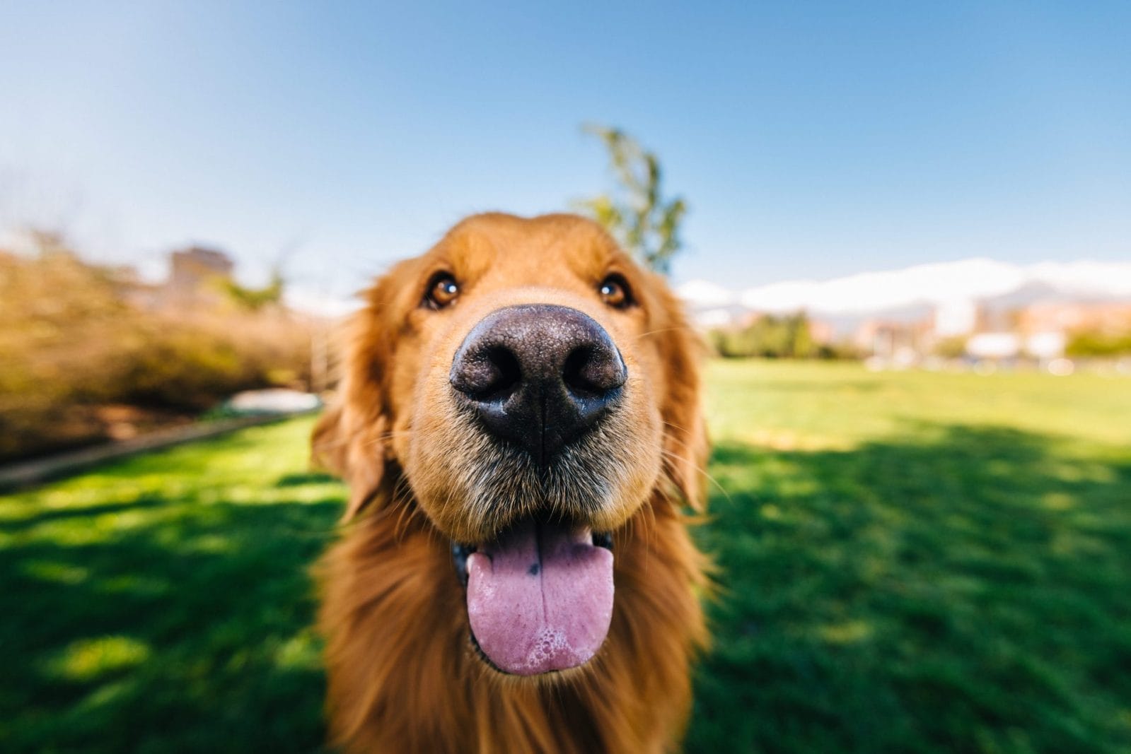 New Research Suggests That Dog Nose Length Can Predict Lifespan - Vimarsana News