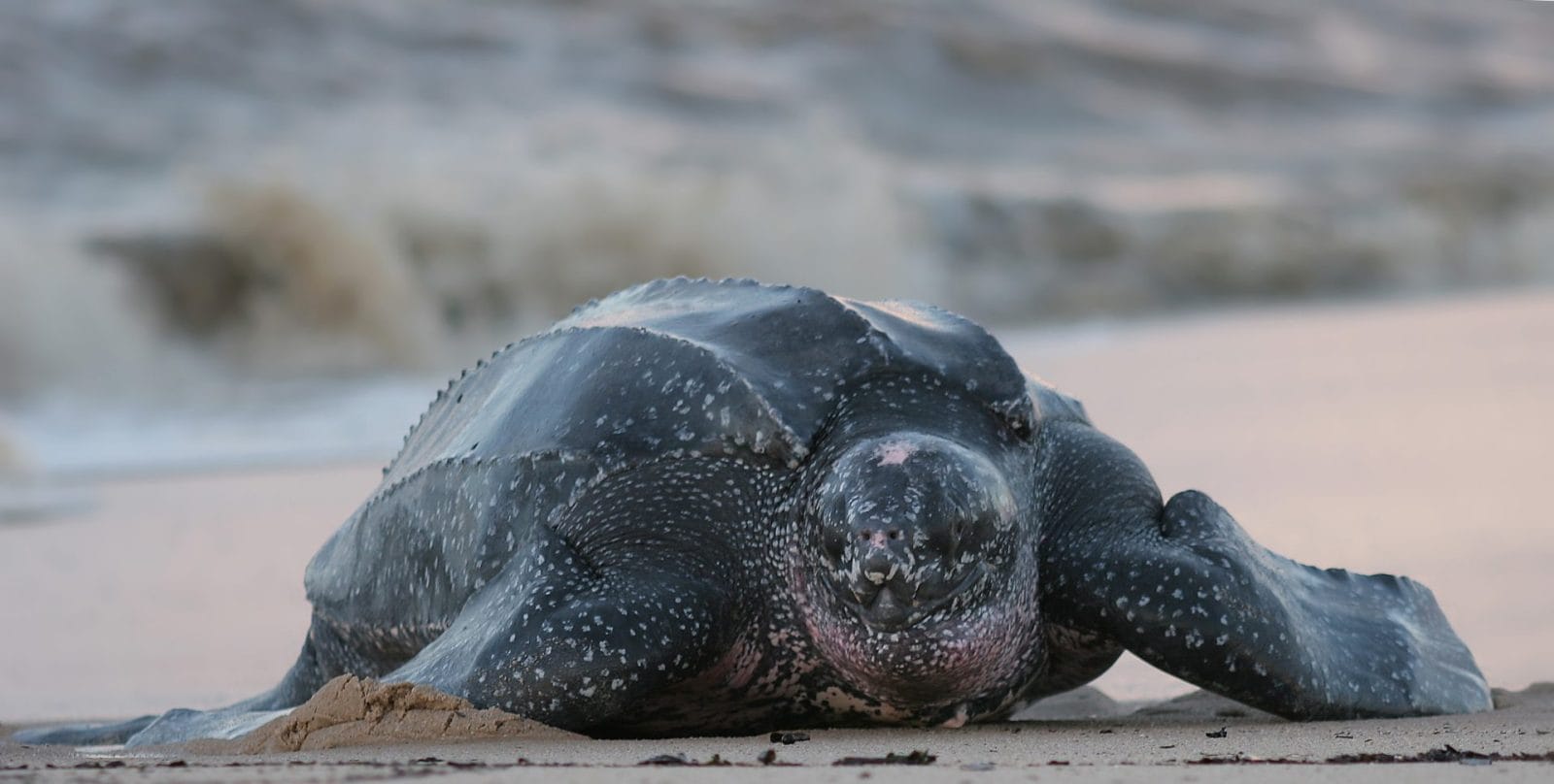 Migratory Animals are Facing Extinction Because of Humans - Vimarsana News
