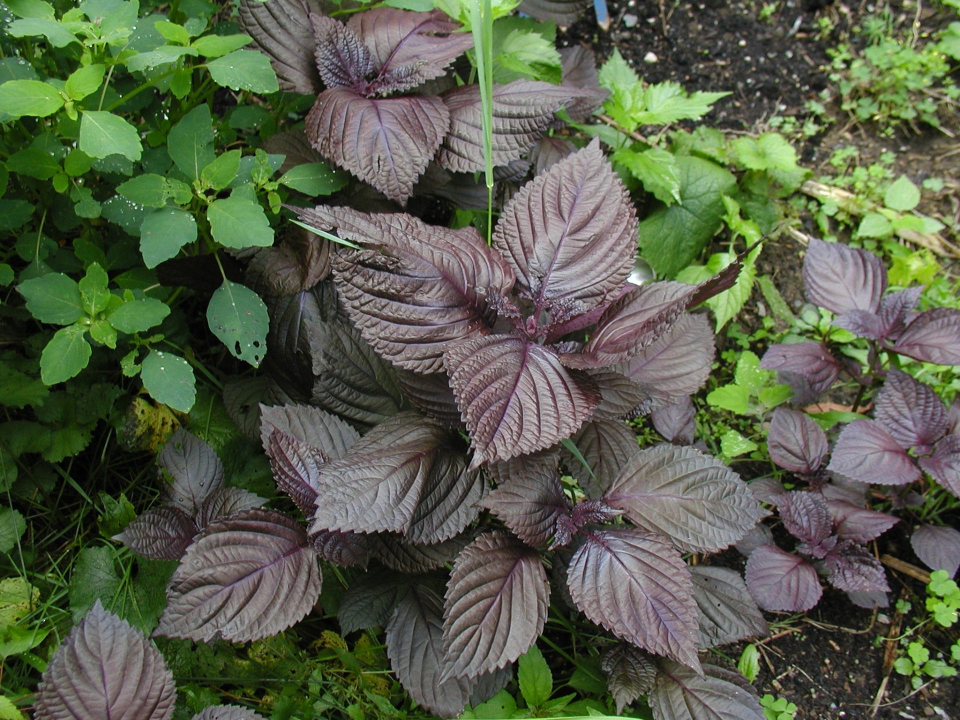 10 Lesser-Used Culinary Herbs to Try in Your Garden (and What They Are All About) – One Green Planet - Vimarsana News