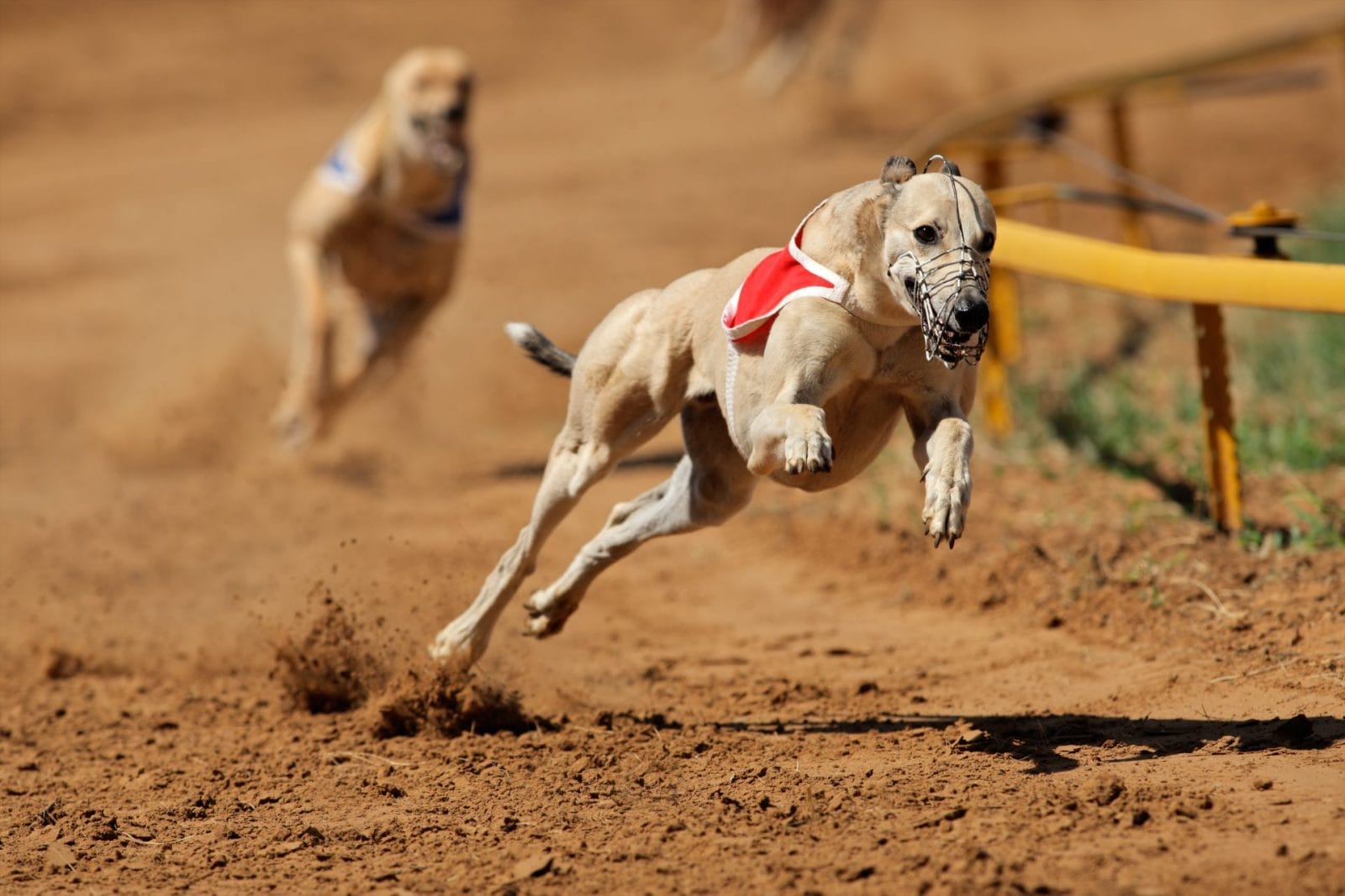 Calls for Immediate Ban on Greyhound Racing Intensify Amidst Recent Deaths - Vimarsana News