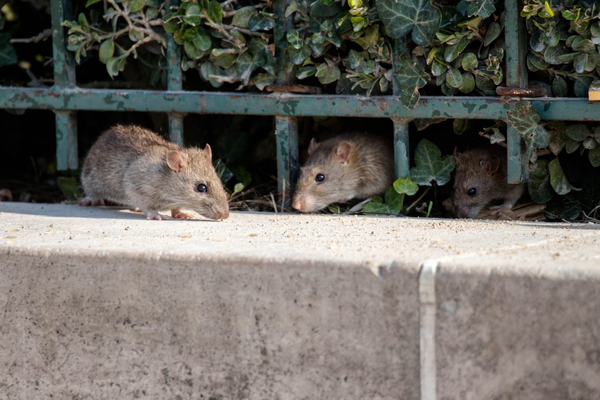 Inside The Paris Animal Hospital That Helps Save Wildlife - Vimarsana News