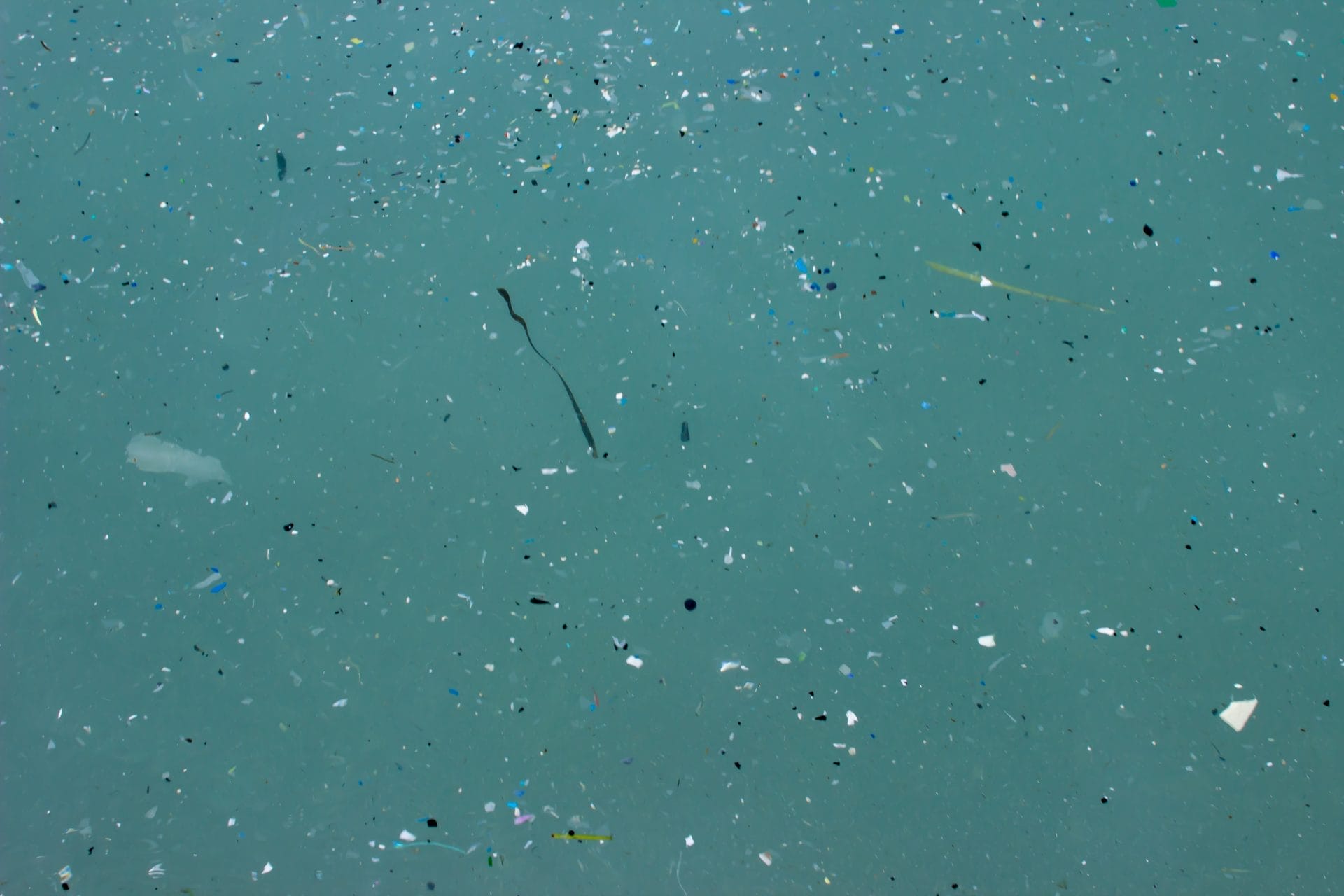 Study Reveals Marine Life Most Impacted by Microplastic Pollution - Vimarsana News