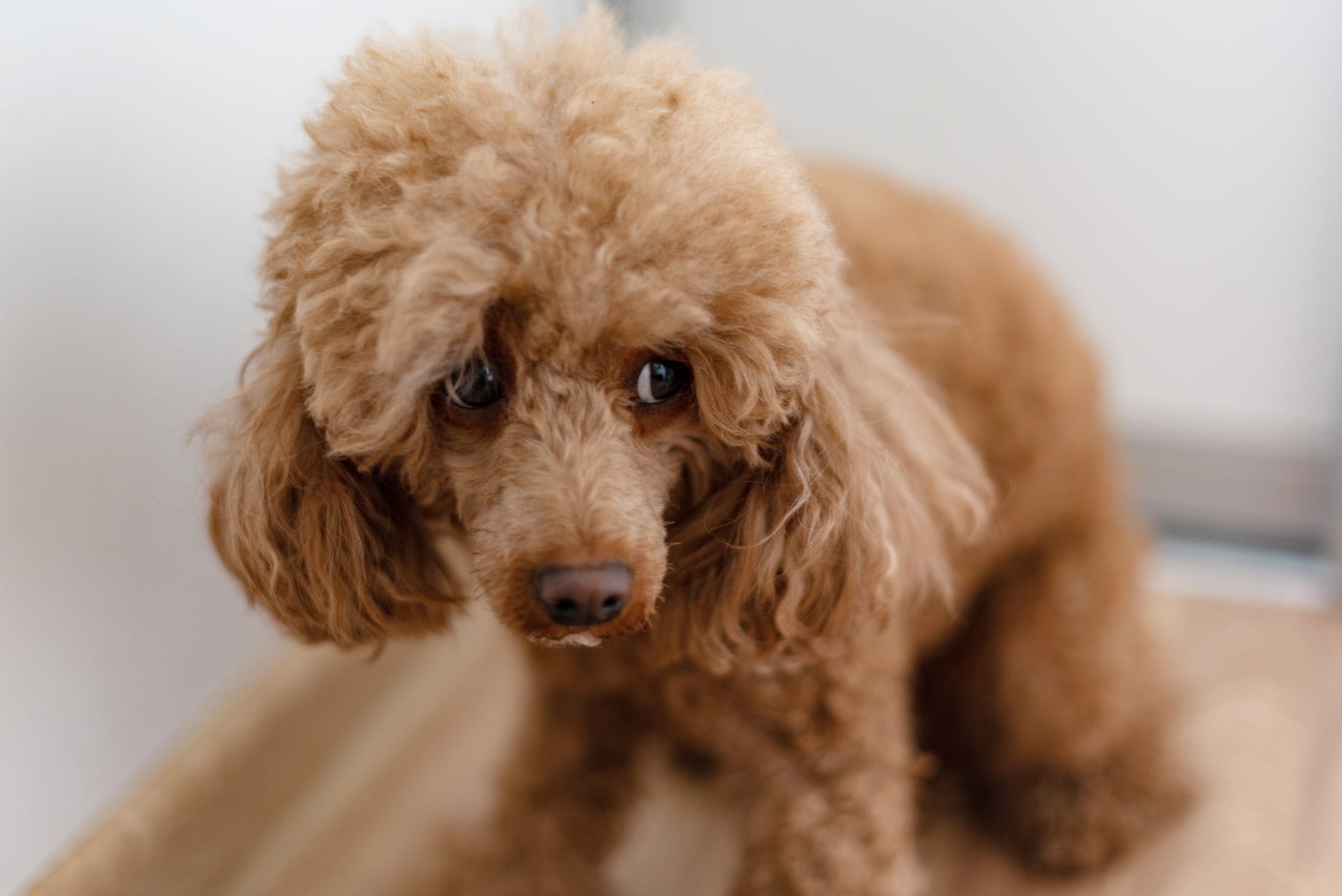 New Petitions to Sign This Week: Tell States to Ban the Sale of Cosmetics Tested on Animals, Justice for Dog Who Had Their Face Stomped On, Urge Congress to Enshrine Abortion Rights in the Constitution, and More! - Vimarsana News