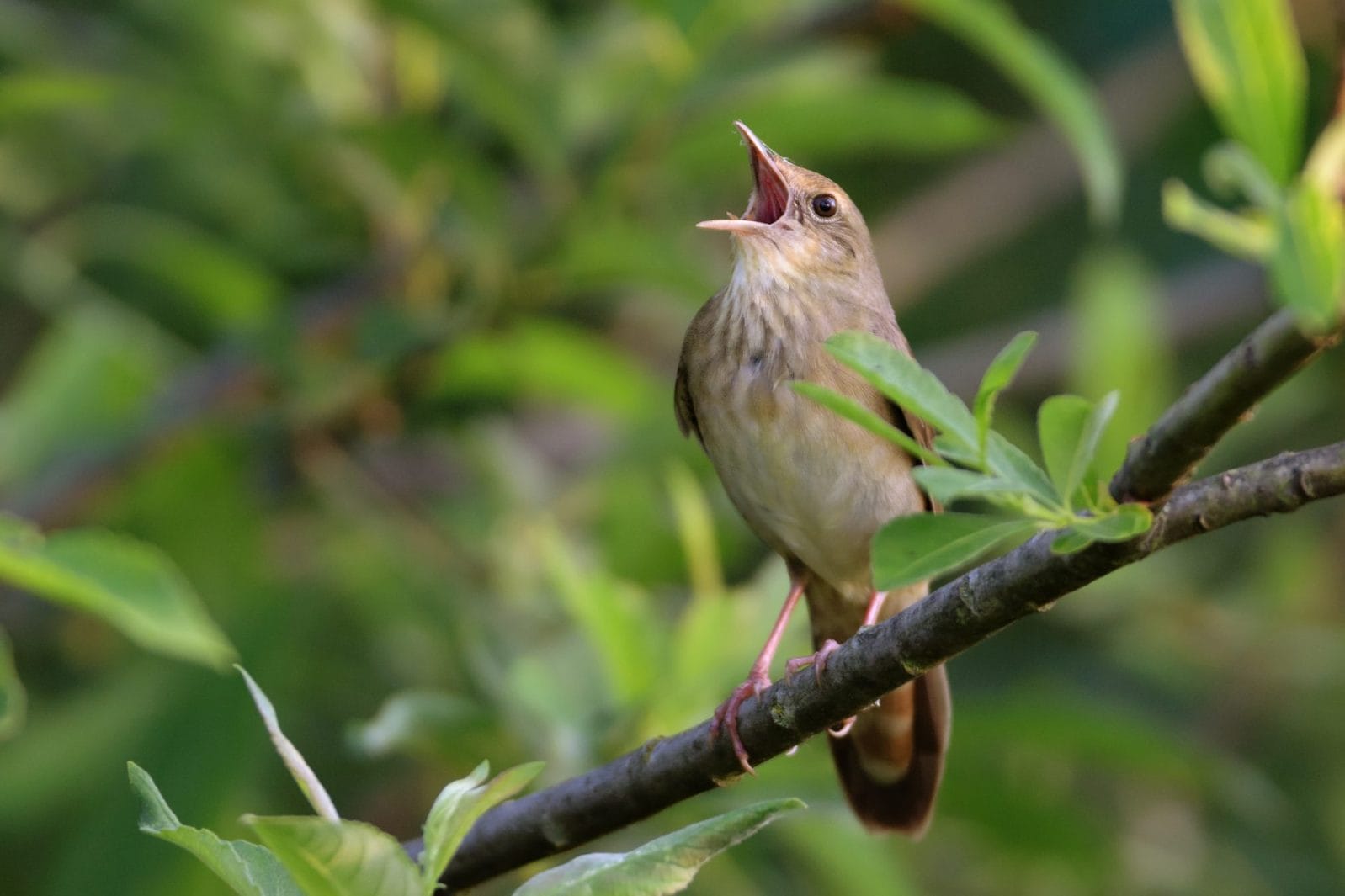 Organized Crime in Cyprus Kills Over 400,000 Songbirds - Vimarsana News