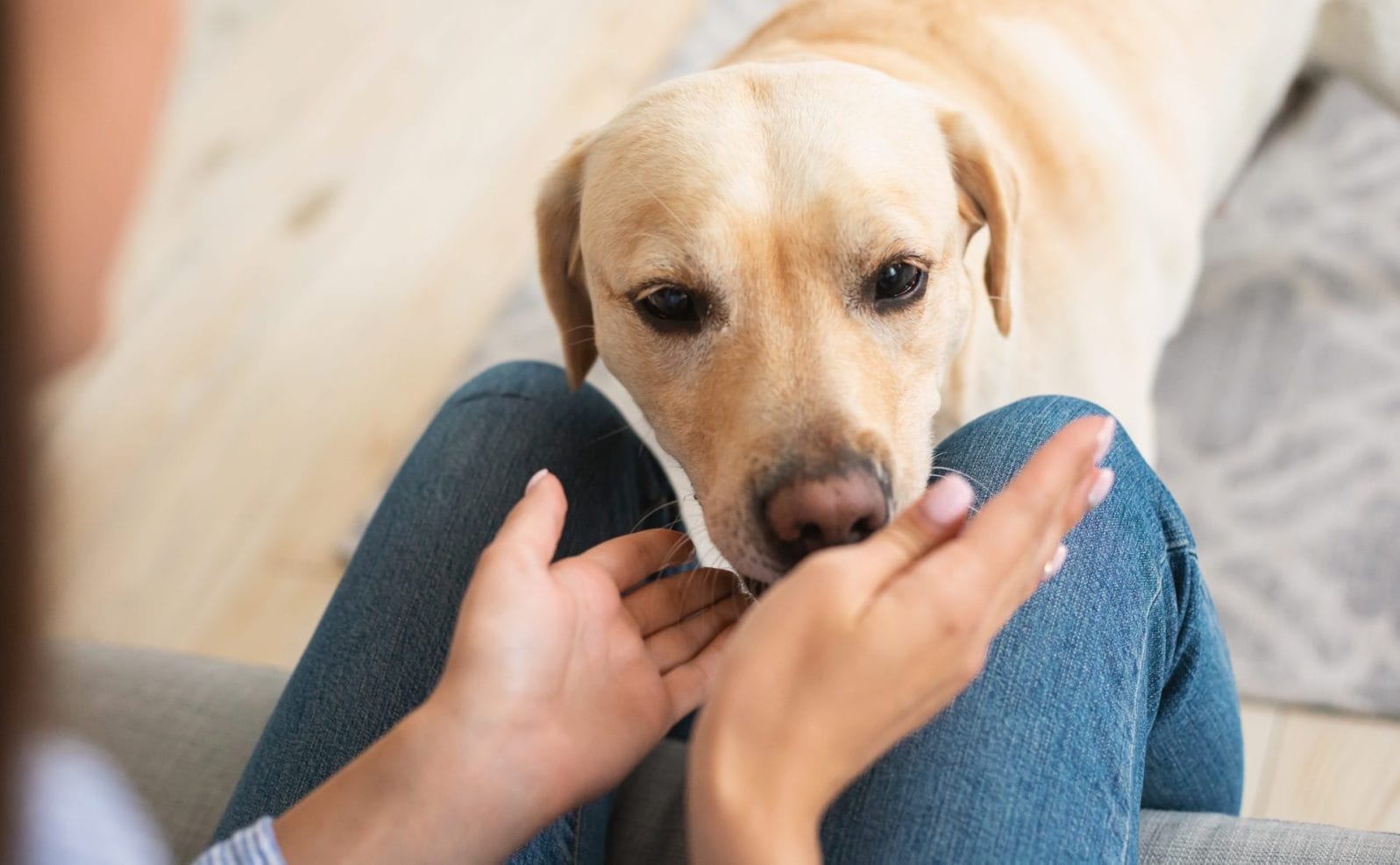 Dogs Can Accurately Smell Neurodegenerative Diseases, New Study Reveals - Vimarsana News
