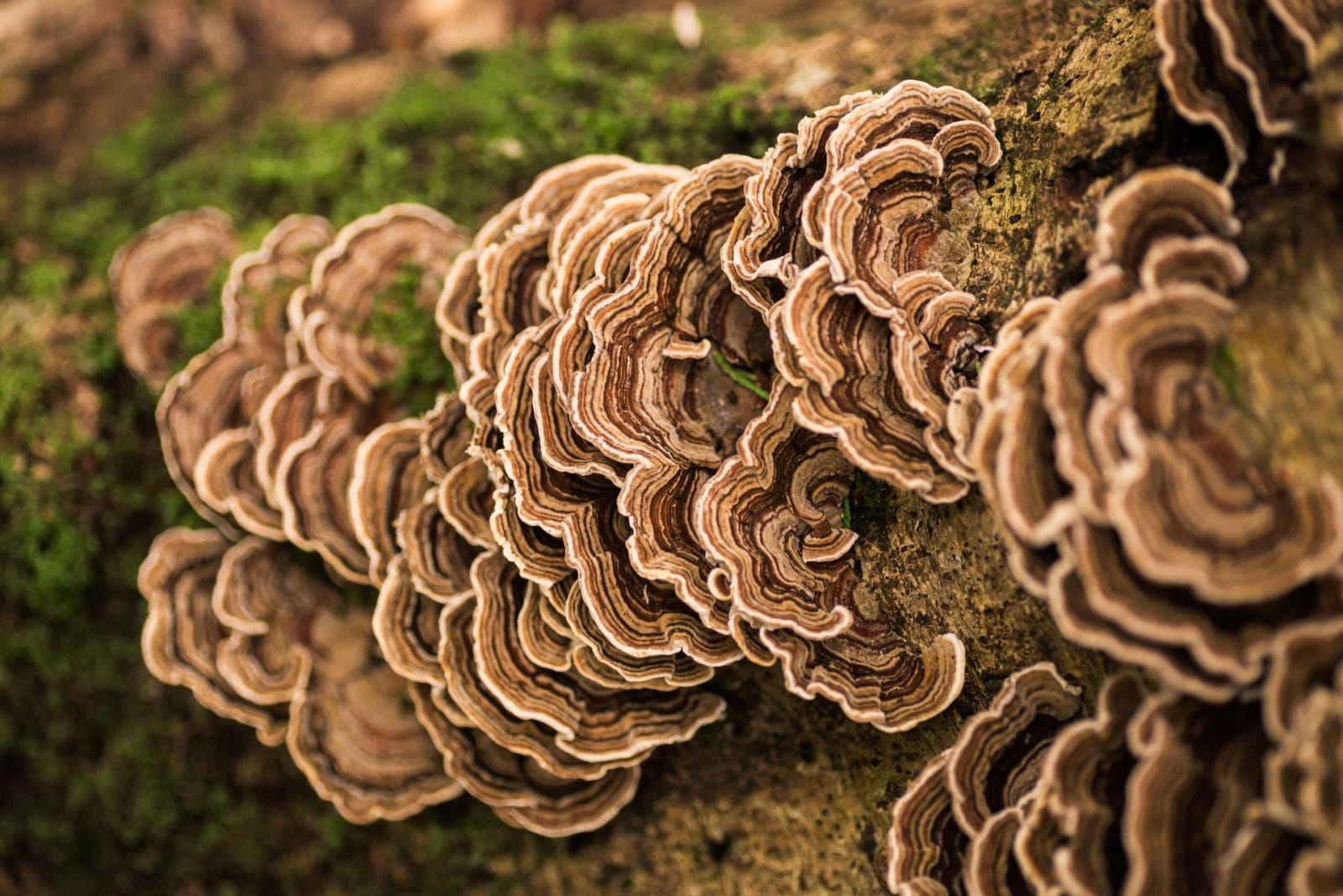 The Benefits of Turkey Tail Mushroom Supplements (and Our Top Picks!) – One Green Planet - Vimarsana News