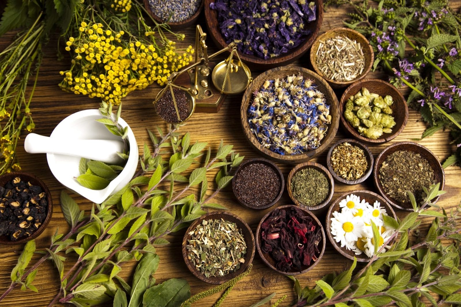 Discover the Healing Power of Nature: 14 Medicinal Plants and Their Benefits – One Green Planet - Vimarsana News