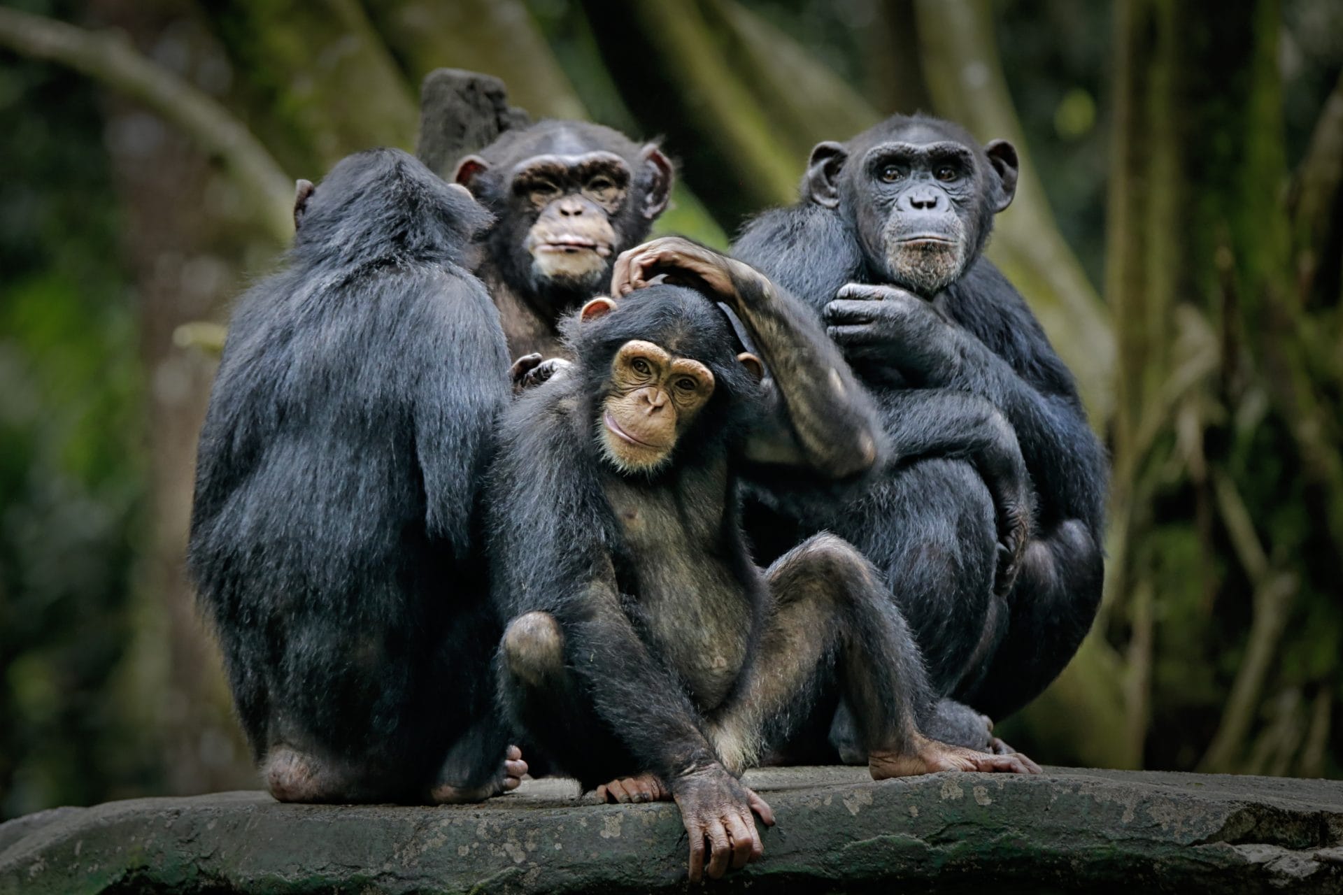 Remembering Frans de Waal: The Scientist Who Explored the Moral Lives of Apes - Vimarsana News
