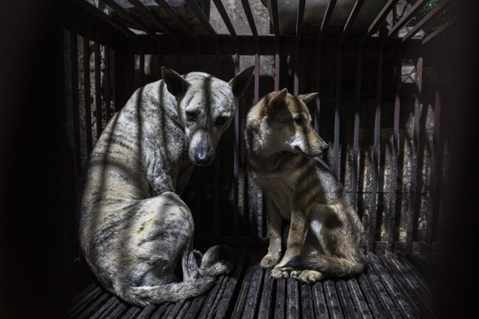 Undercover Investigation Exposes Horrific Cruelty in Hanoi's Cat and Dog Meat Trade - Vimarsana News