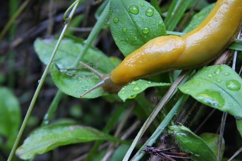 Vegan "Pest" Control Techniques for the Home & Garden – One Green Planet - Vimarsana News