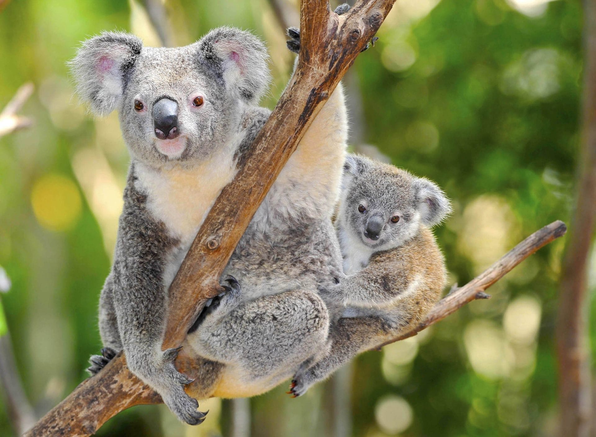 New Petitions to Sign This Week: Help Stop the Climate Crisis, Help Protect Koalas from Logging, Help Hold Marineland's Leadership Accountable for Animal Cruelty, and More! - Vimarsana News