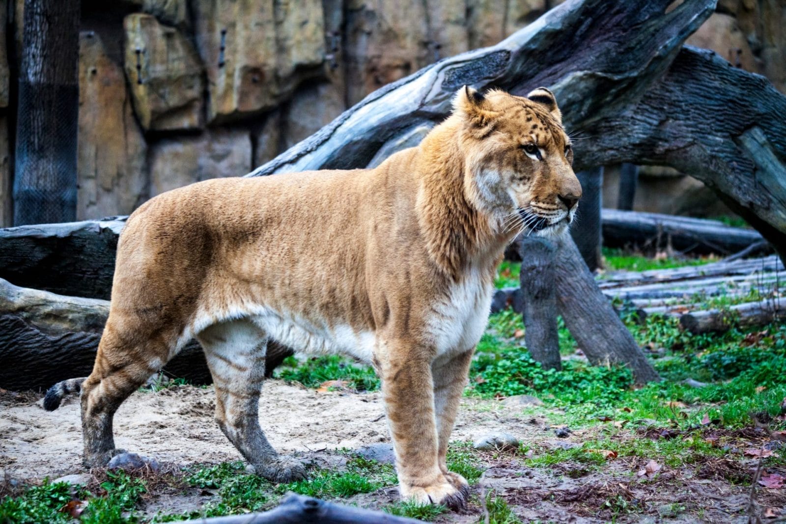 The Rise of Hybrid Species in a Warming World - Vimarsana News