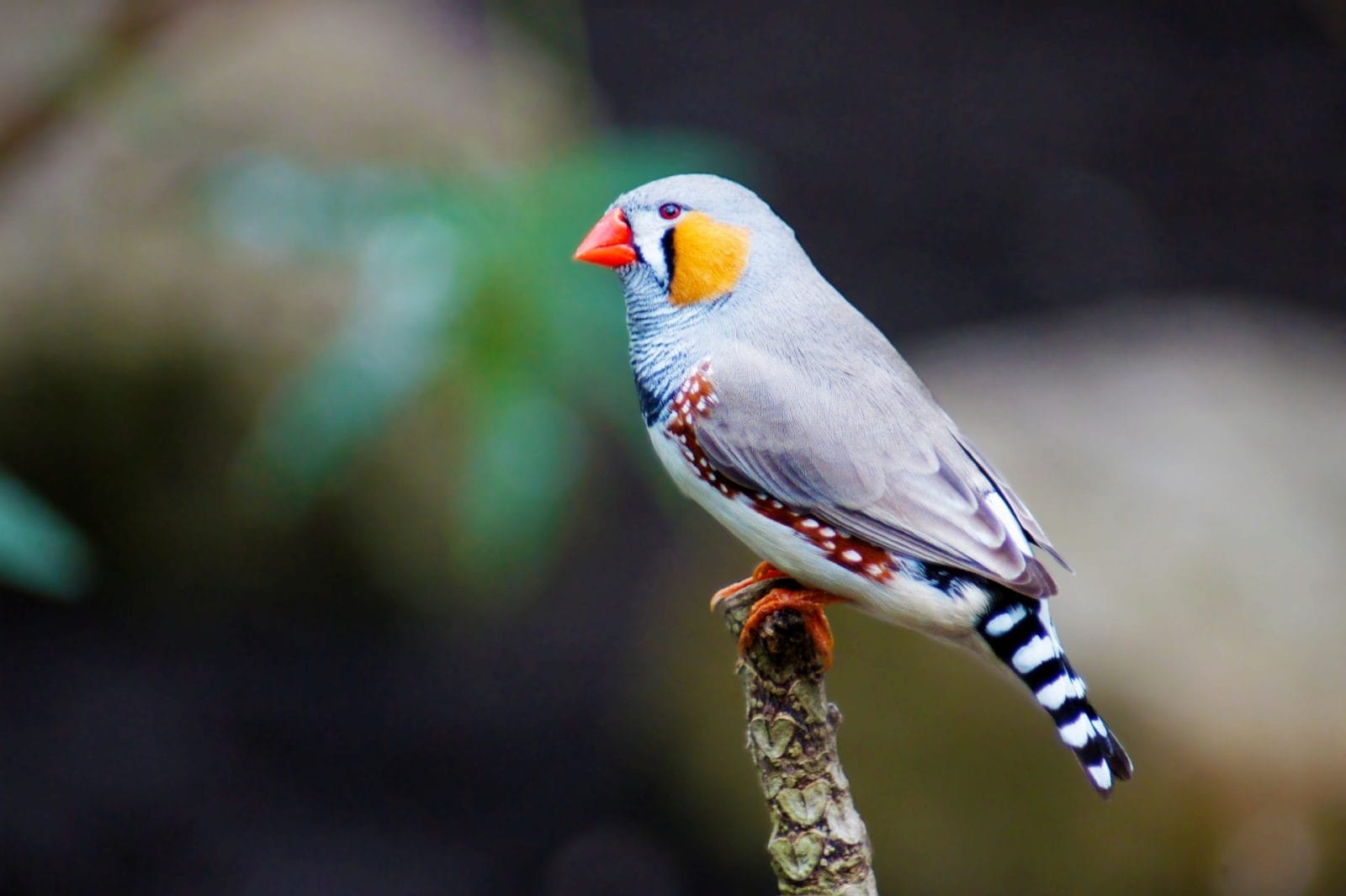 Traffic Noise Pollution Stunts Growth in Baby Birds – One Green Planet - Vimarsana News