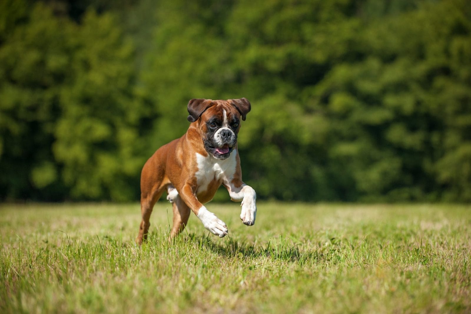 Watch This Boxer Greet Her Human in the Best Way! - Vimarsana News