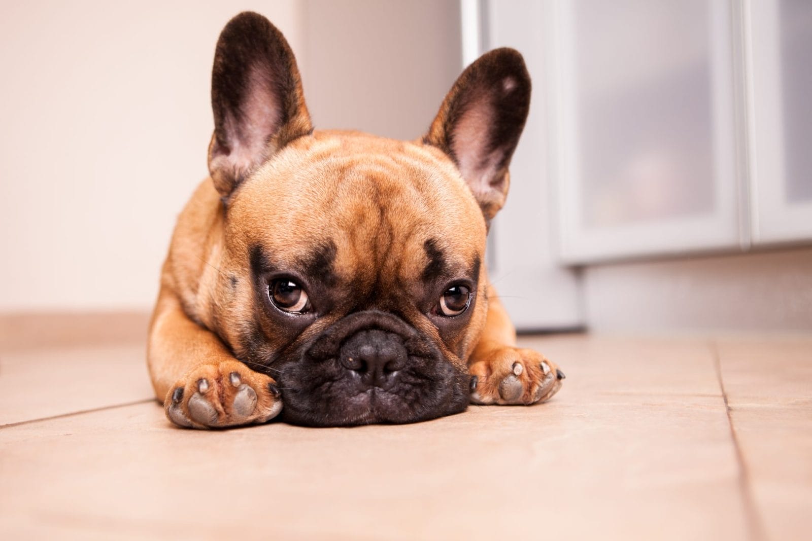 Tiny French Bulldog Puppy Discovered in Trashcan - Vimarsana News