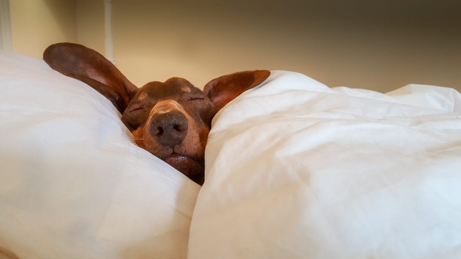 Treat Your Dog With One of These Amazing Dog Pillows! - Vimarsana News