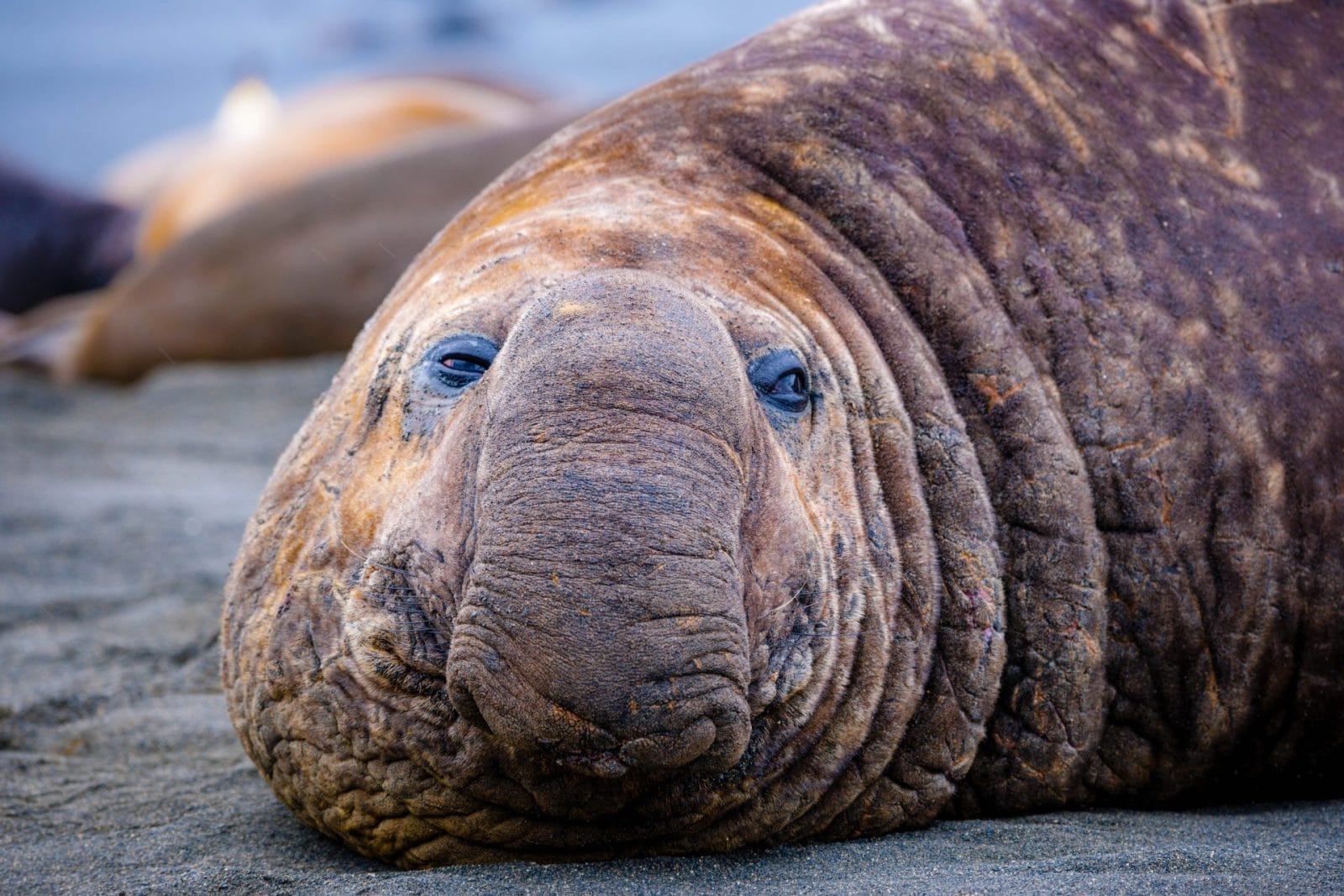 Canadian Officials Relocated an Elephant Seal, but He Found His Way Back to the City - Vimarsana News