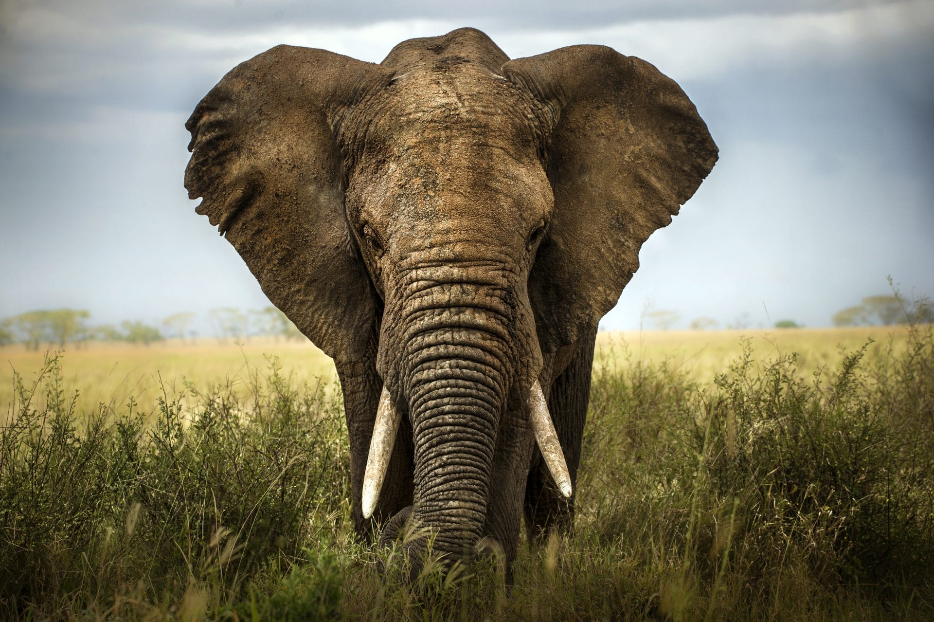 Petition: Help Stop Elephants from Being Hit by Trains in India - Vimarsana News