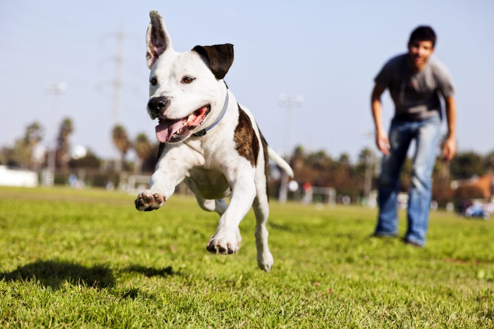 10 Most Popular Dog Parks in the US – One Green Planet - Vimarsana News