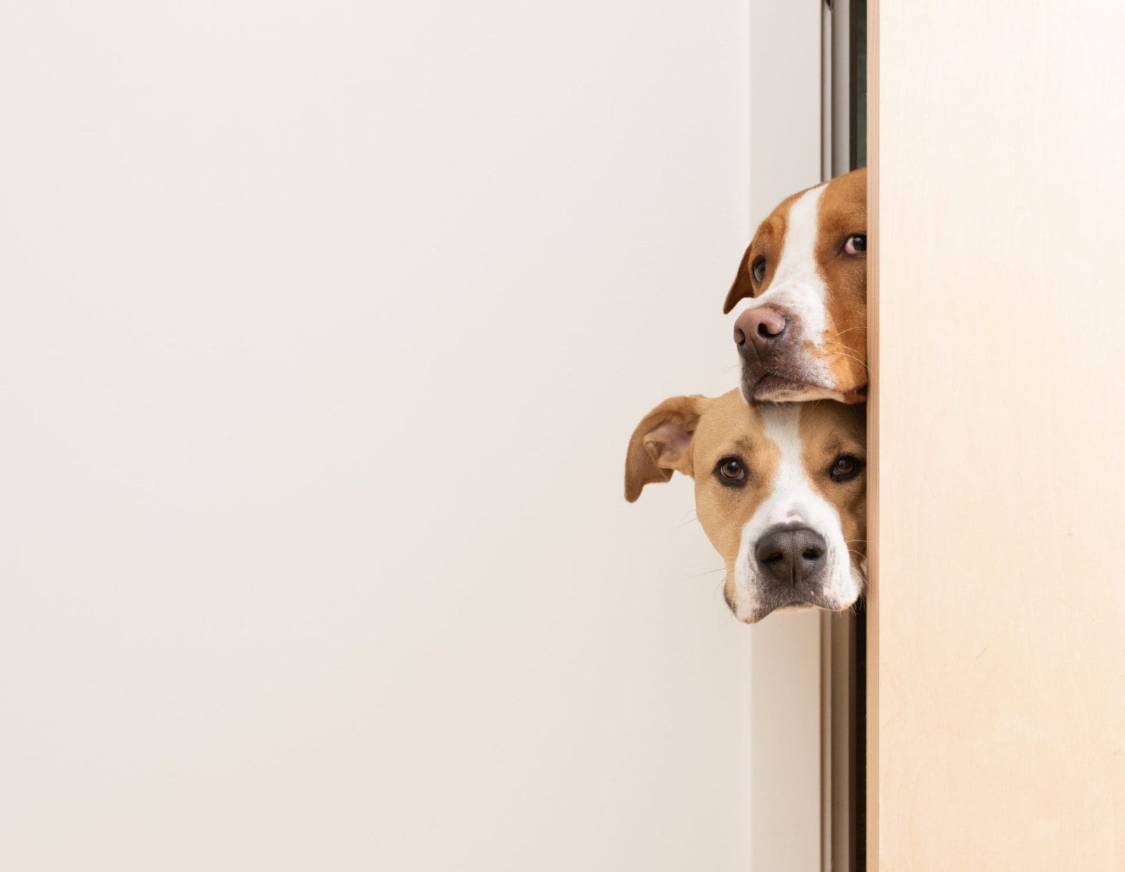 Dog Comforts Sibling After Spending Time in Kennel - Vimarsana News