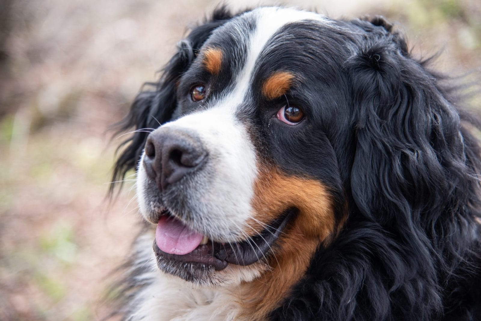 Bernese Mountain Dog Protects Golden Retriever Sister from Coyote! - Vimarsana News