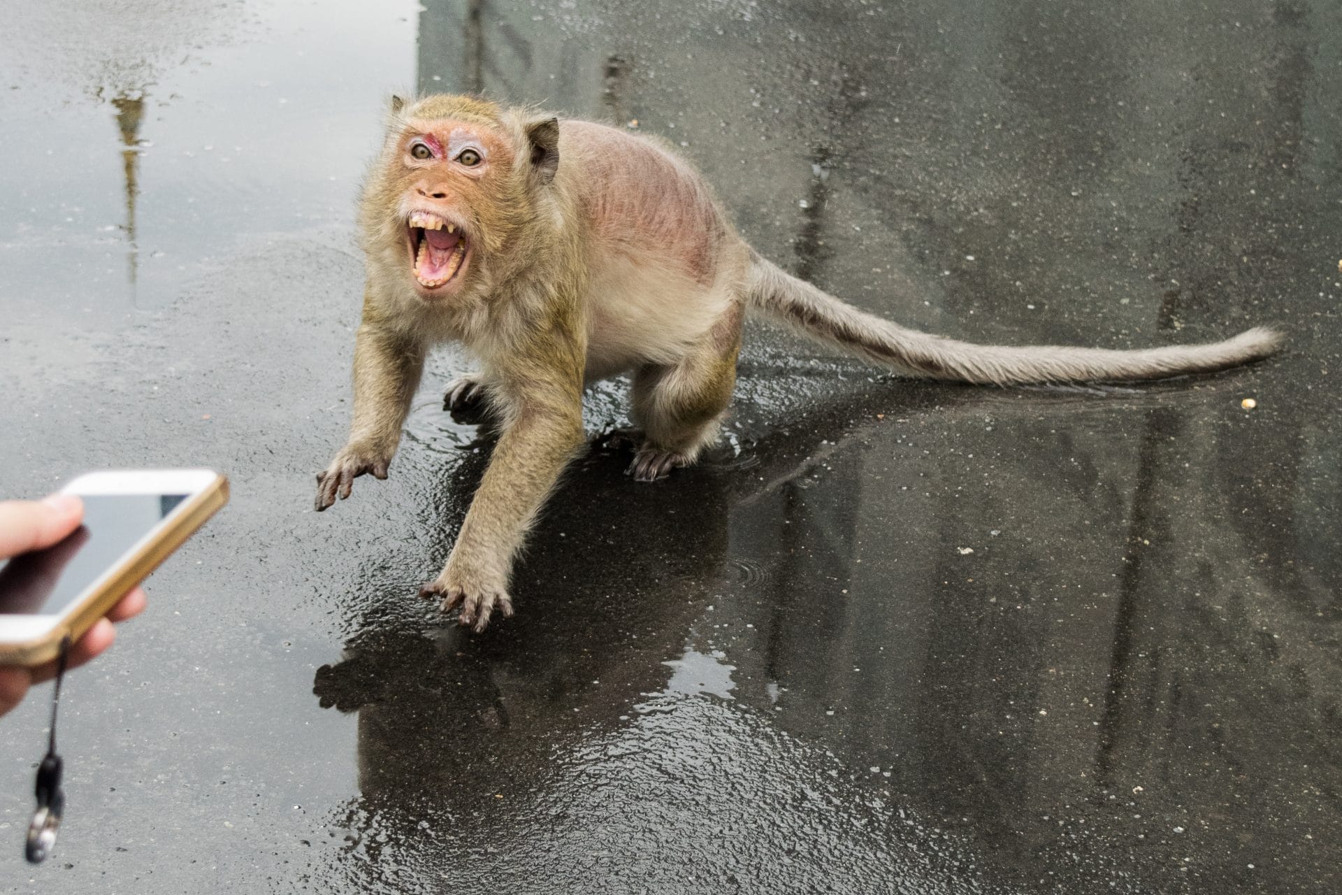Petition: Tell Authorities in Cambodia to Hold YouTubers Accountable for Harming Monkeys – One Green Planet - Vimarsana News