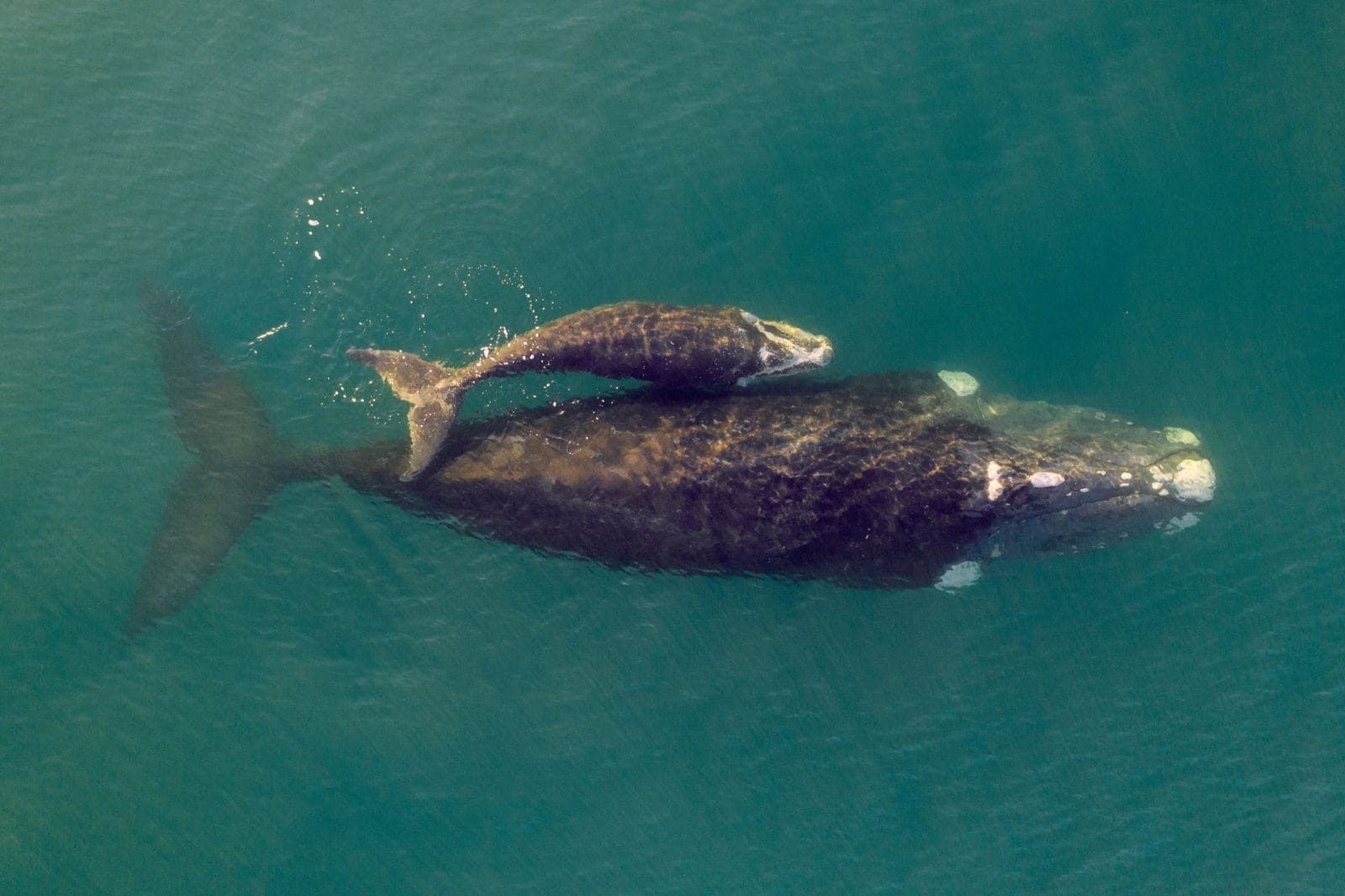 5 Adorable Whale Moms and Their Babies! - One Green Planet - Vimarsana News