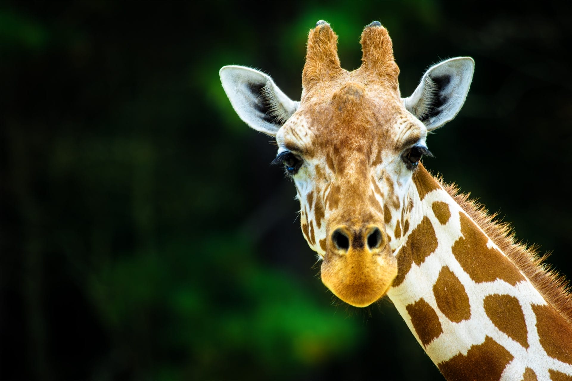 Daily Top News: Countless Zoo Animals Die from Captivity-Related Issues, Wyoming Hunter Displays and Kills Wounded Wolf, The Hidden Cost of Meat Subsidies, and More! - Vimarsana News