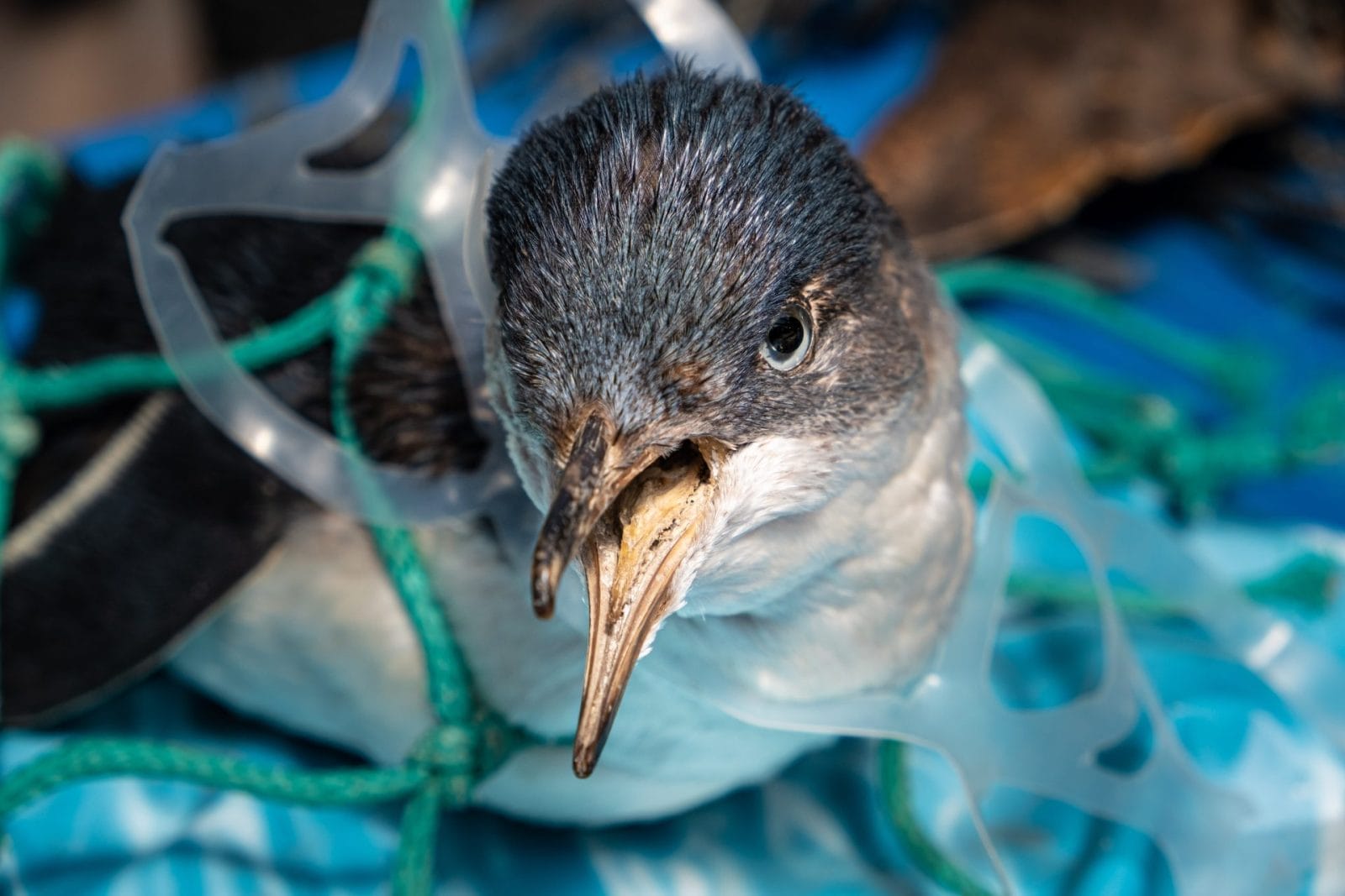 Plastic Pollution Threatens the Precious Ecosystems of the Galápagos Islands – One Green Planet - Vimarsana News