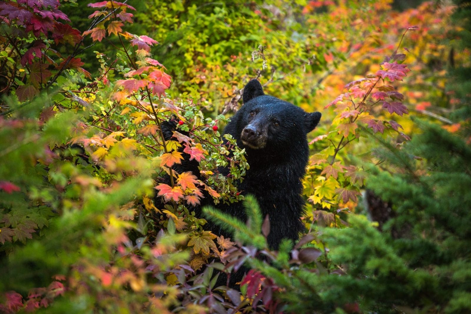 Japan Adds Bears to List of Animals Subject to Subsidized Culling - Vimarsana News