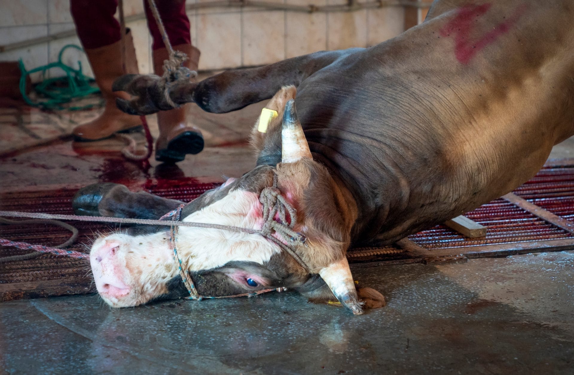 USDA Suspends University of Nevada, Reno Slaughterhouse for Alleged Animal Mistreatment - Vimarsana News