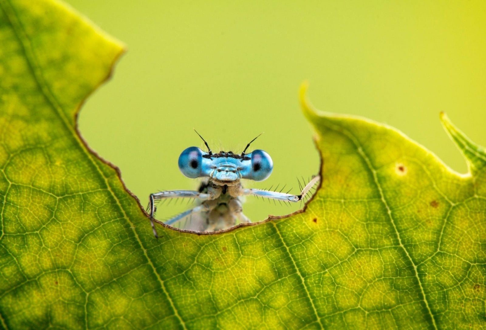 Study Finds That Insects and Other Animals Have Consciousness – One Green Planet - Vimarsana News