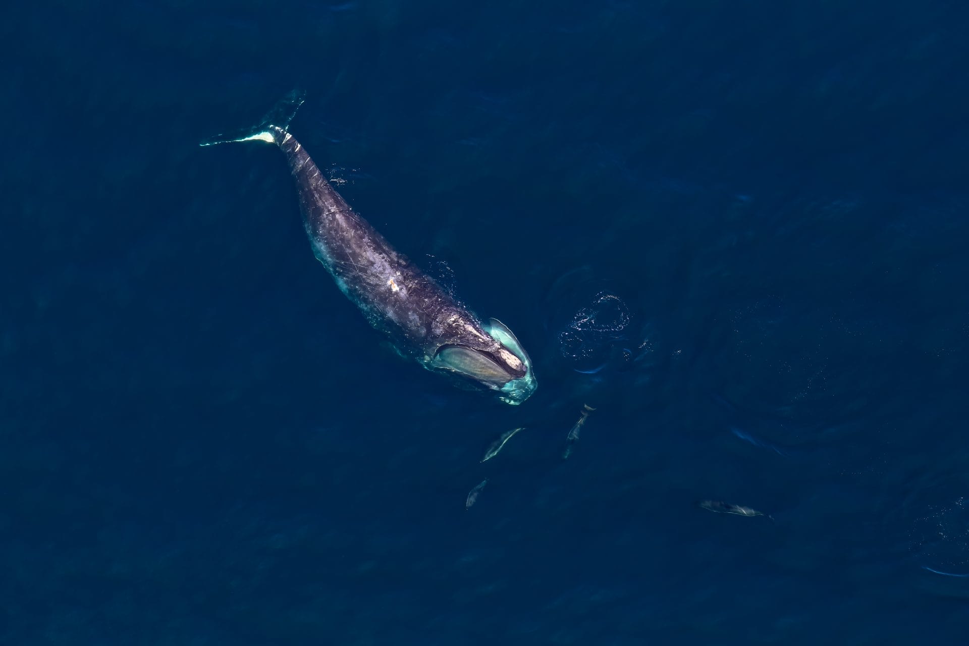 Petition: Demand Authorities Protect Right Whales – One Green Planet - Vimarsana News