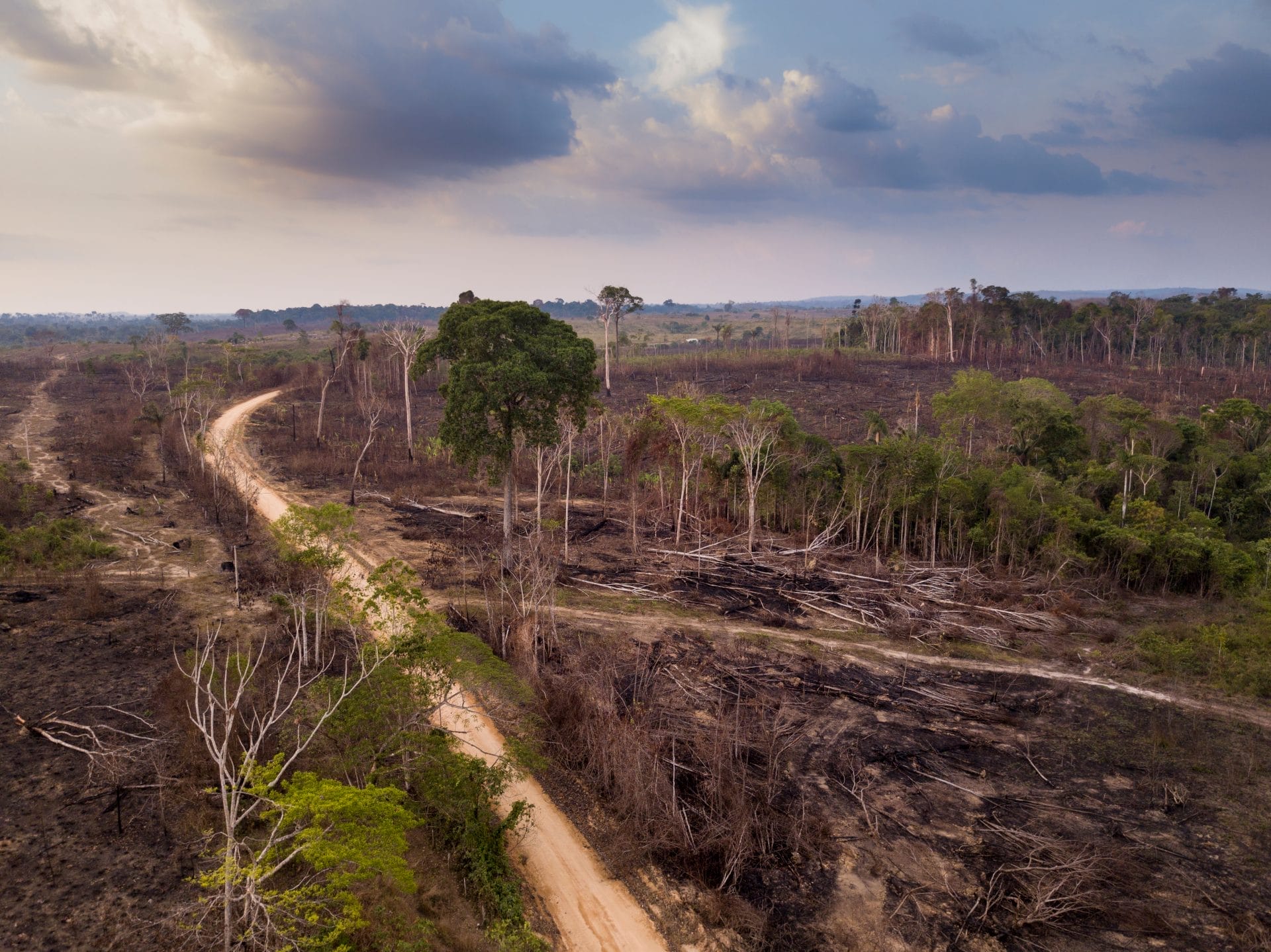 Ghost Roads Accelerate Rainforest Destruction in Asia-Pacific – One Green Planet - Vimarsana News