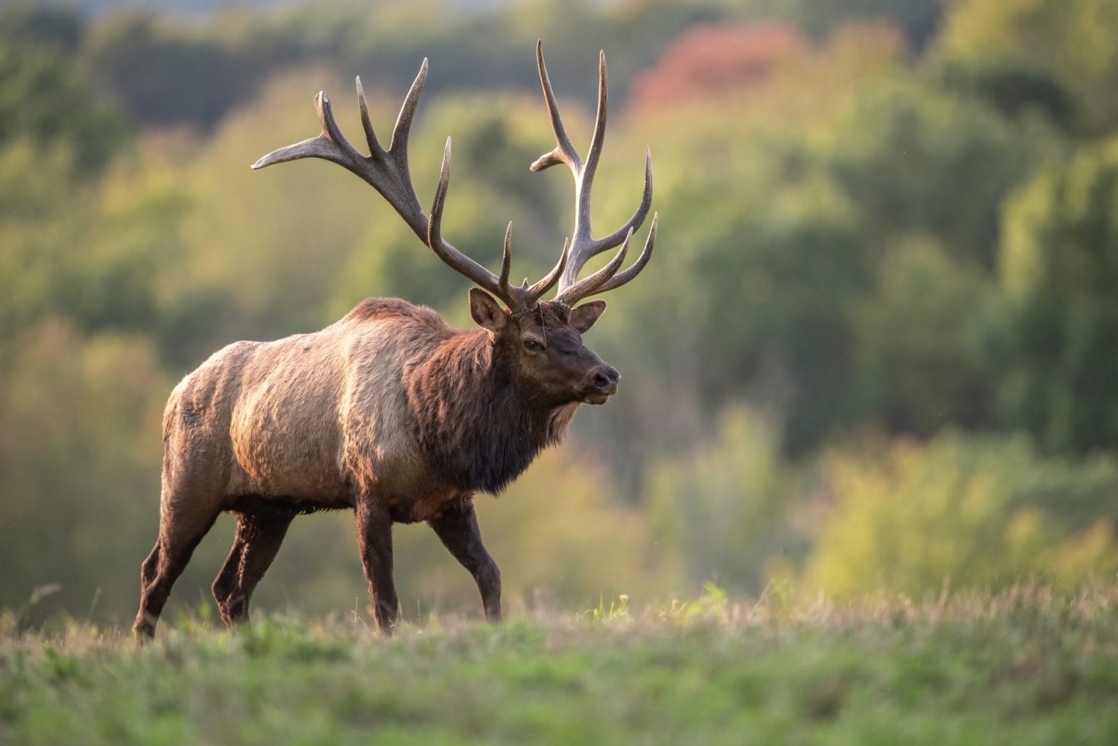 Antler Poaching Threatens Wyoming Wildlife – One Green Planet - Vimarsana News