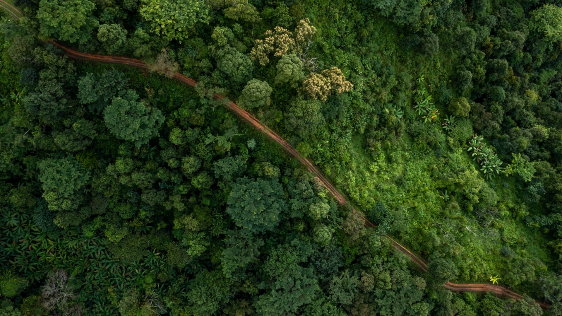 Daily Top News: Ghost Roads Accelerate Rainforest Destruction, How Sunlight Could Revolutionize Blue Jeans, Climate Change Claims Thousands of Lives in 2023, and More! – One Green Planet - Vimarsana News