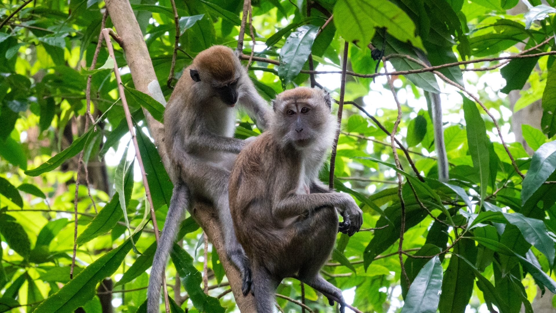 Daily Top News: Hanoi's Cat and Dog Meat Trade, Call to Halt Importation of Macaques for Research, Swiss Women Triumph in Historic Climate Change Case, and More! - Vimarsana News