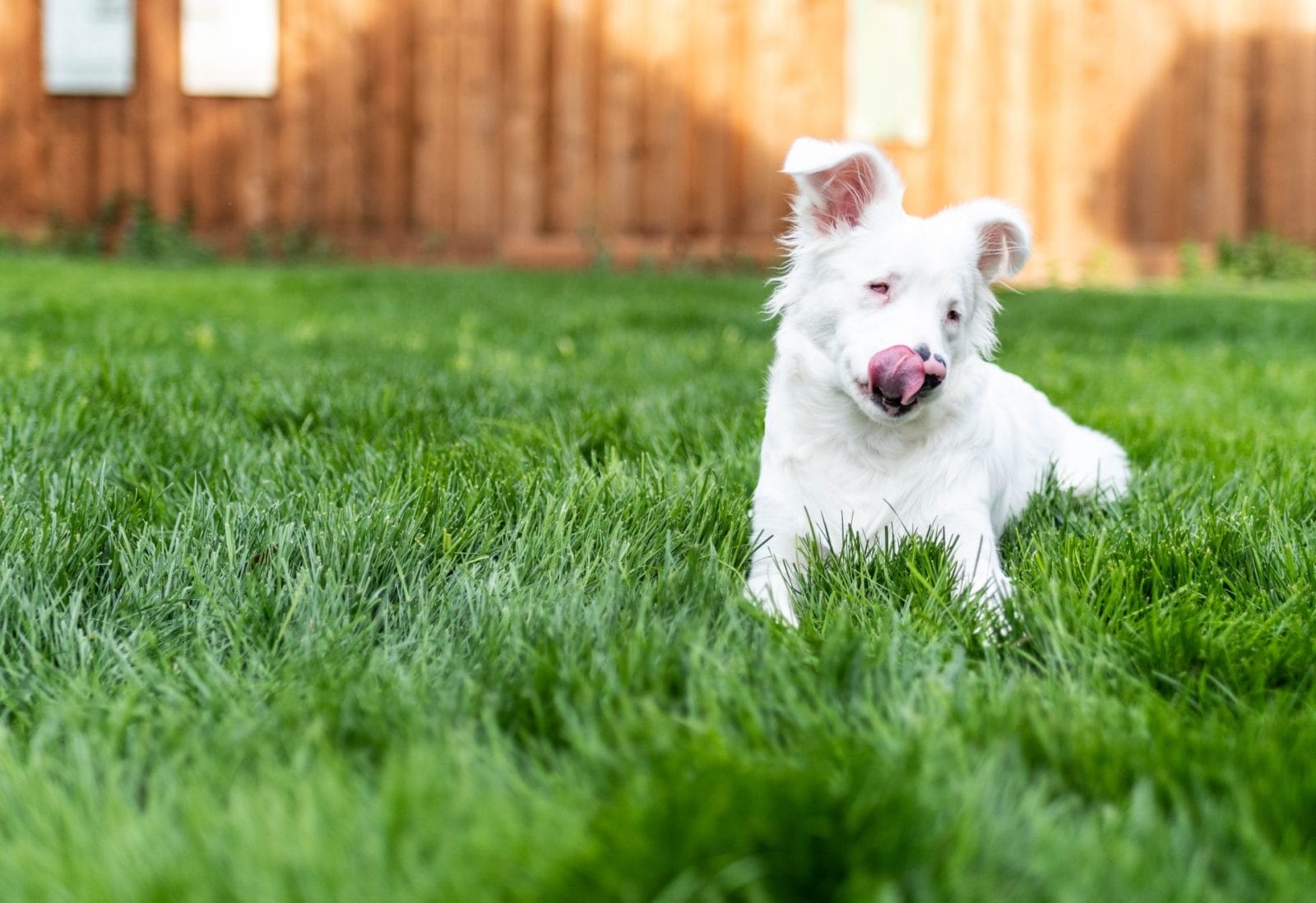 After Spending Almost Two Years in Shelter, Deaf Dog Finds Forever Home - Vimarsana News