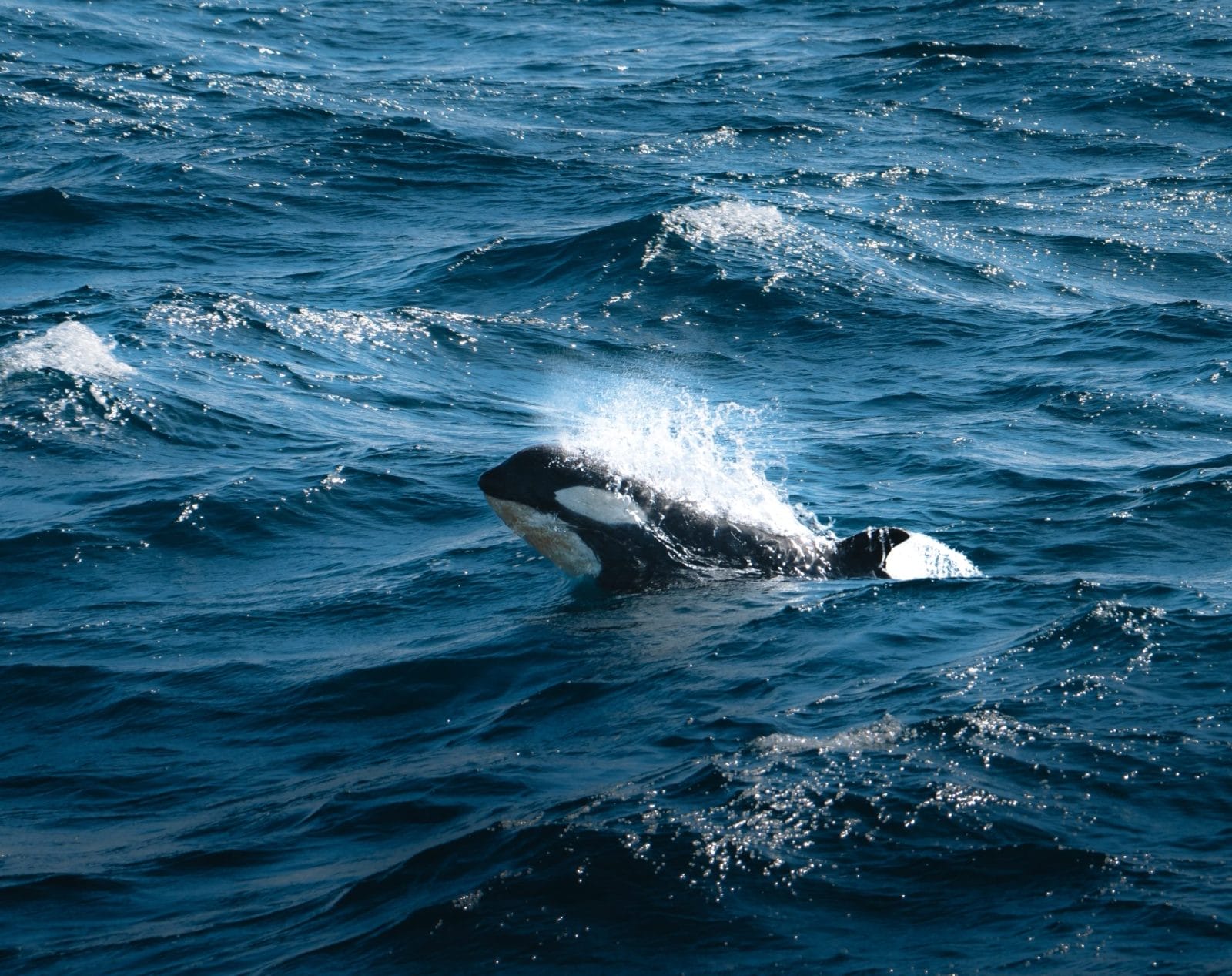 Orca Stranded in Remote Lagoon is Successfully Returned to Open Water – One Green Planet - Vimarsana News