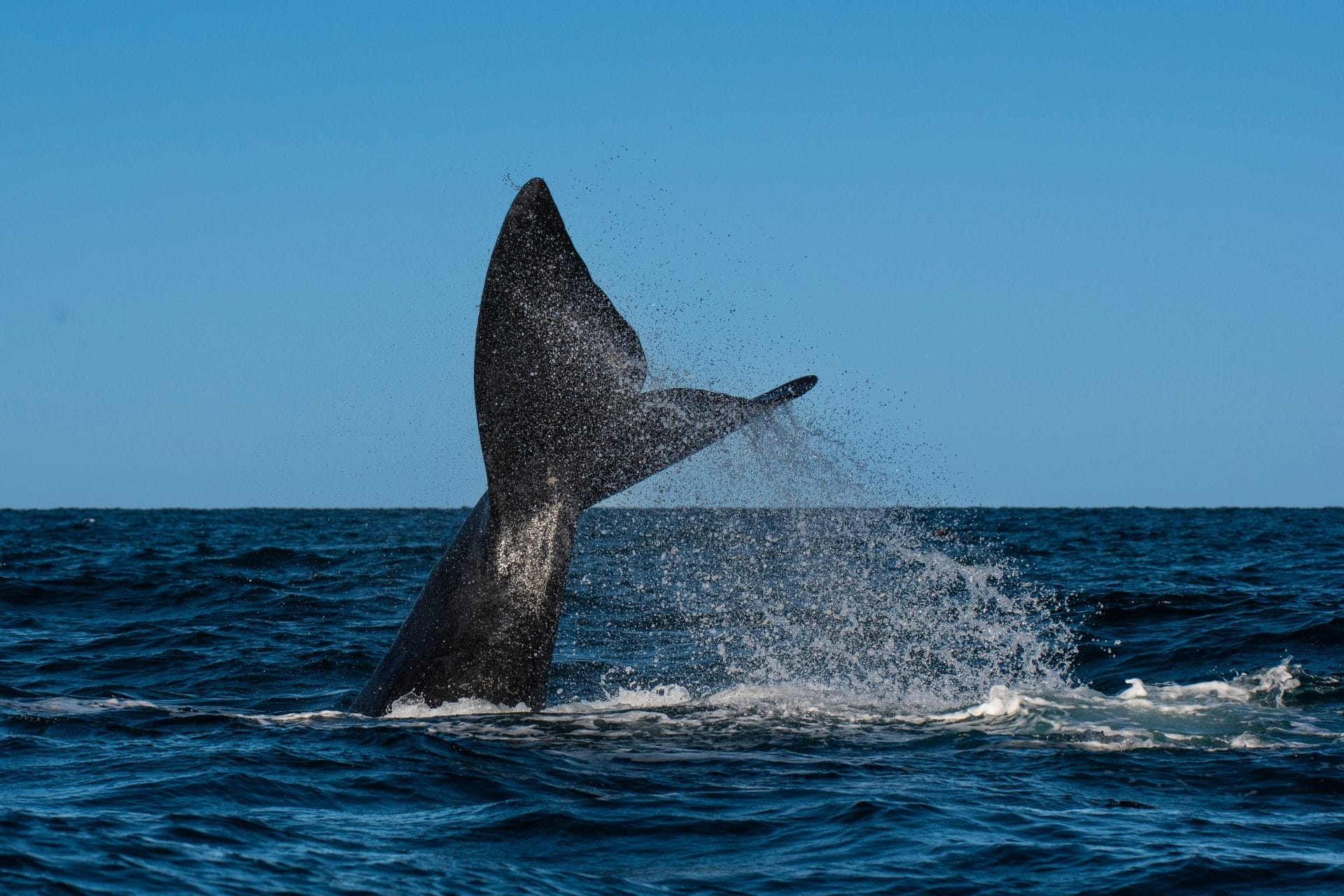 New Petitions to Sign This Week: Tell Companies to Commit to Going Carbon Neutral, Help Protect Right Whales, Justice for Man Who Brutally Tortured and Killed Cat, and More! – One Green Planet - Vimarsana News